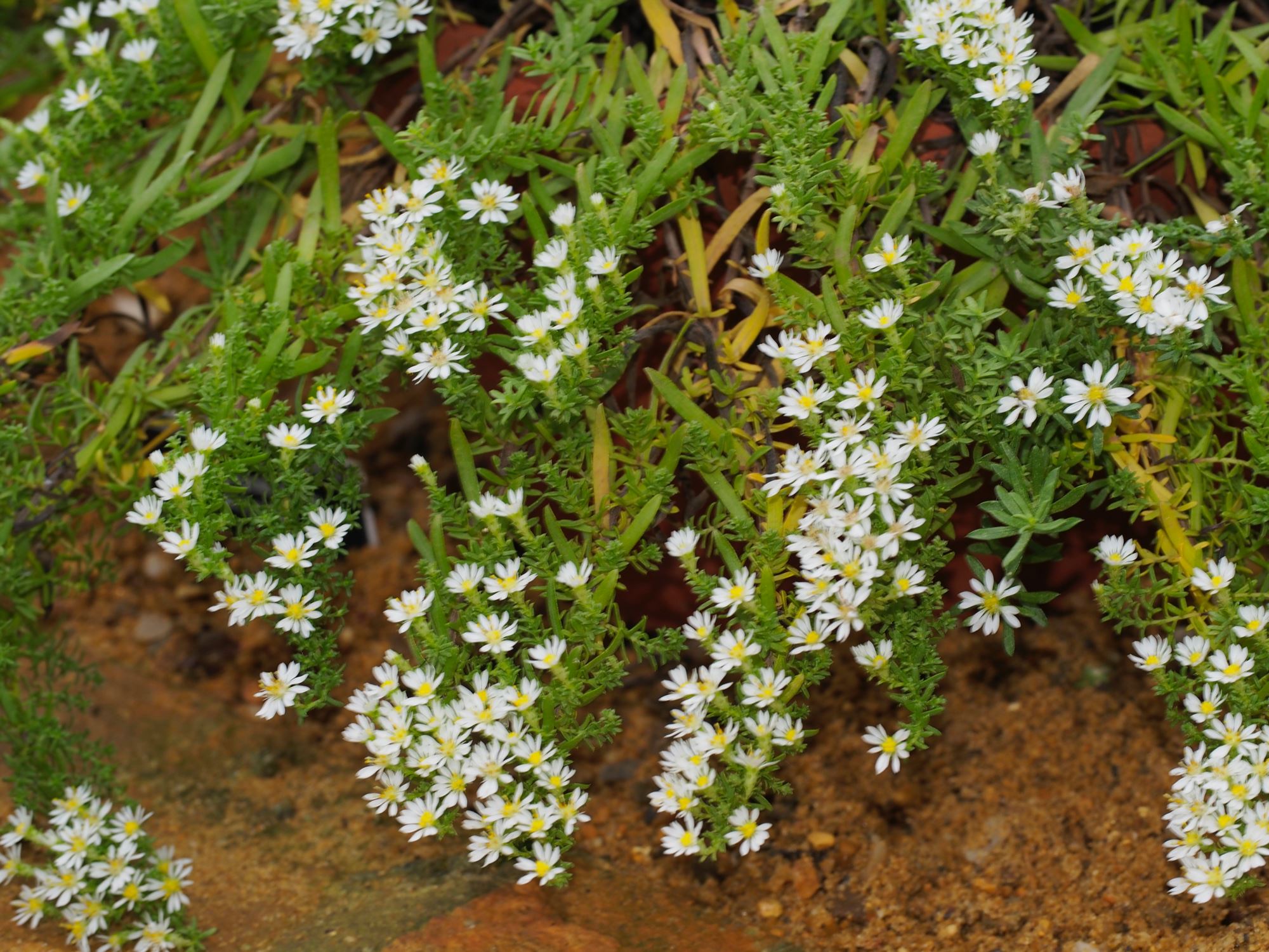 Image of Symphyotrichum ericoides