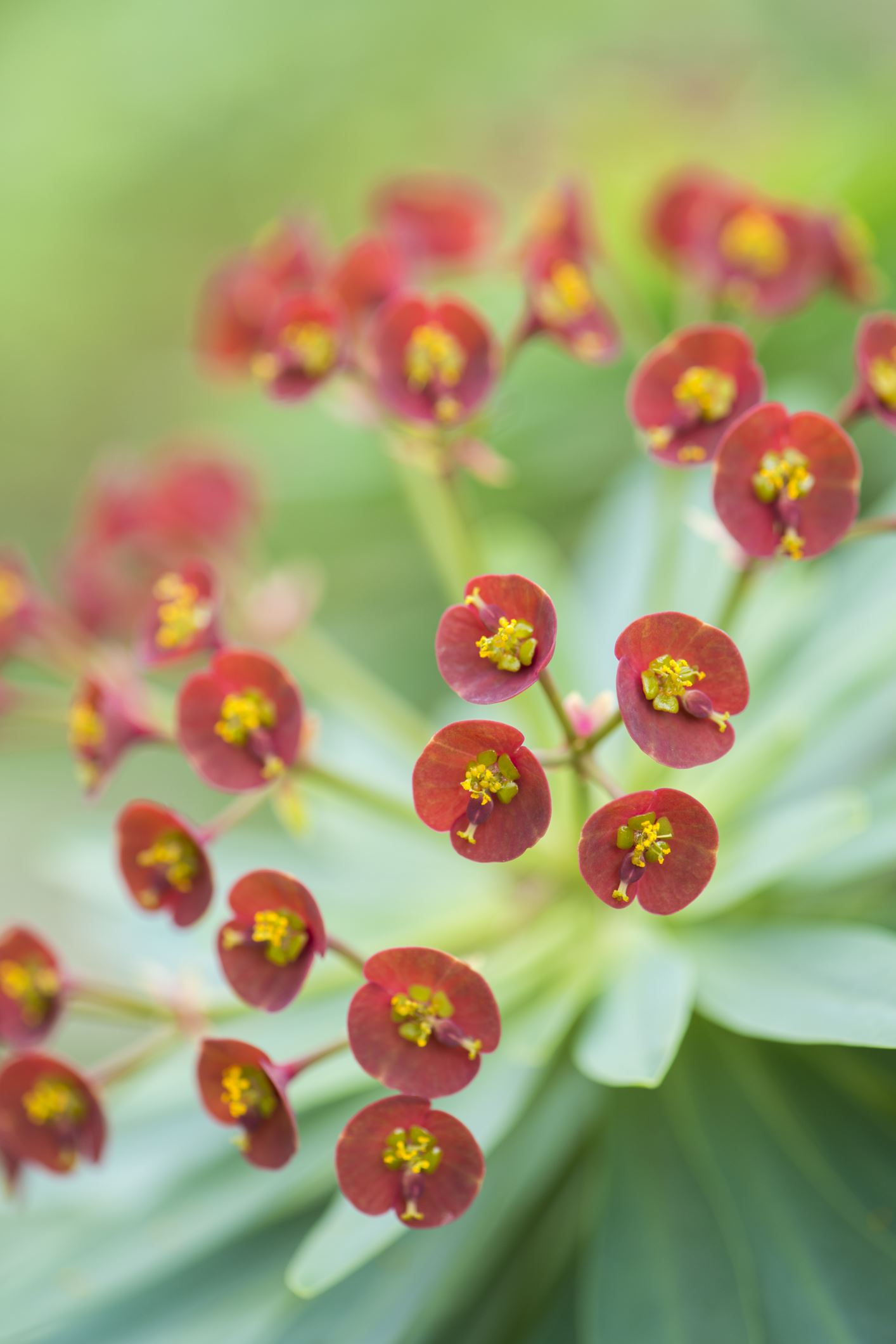 Image of Euphorbia atropurpurea