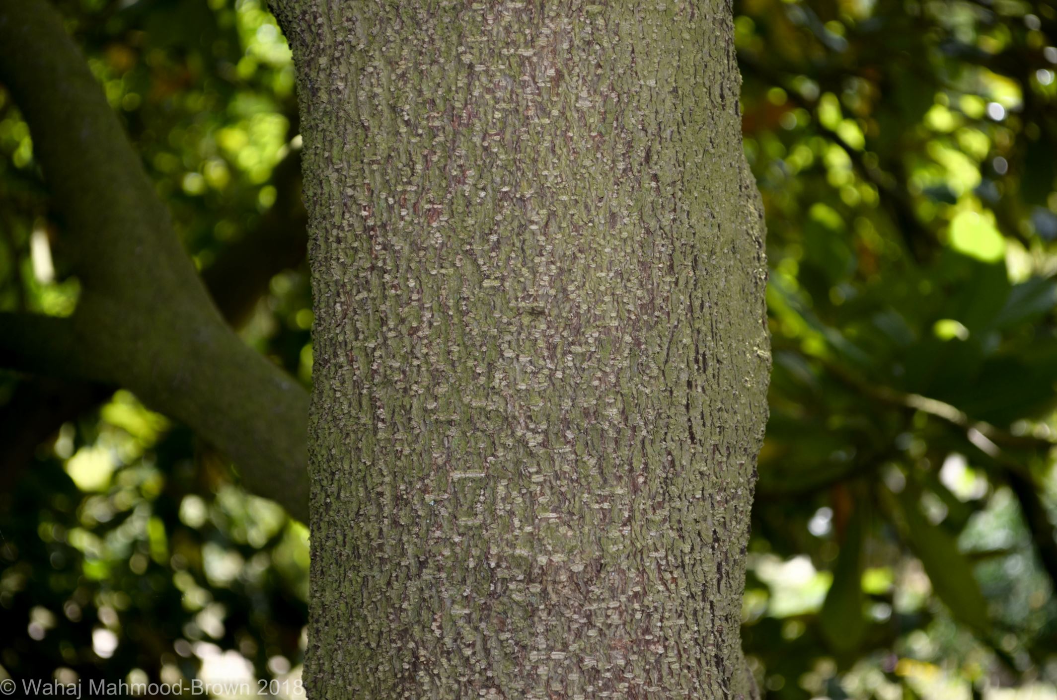 Image of Magnolia grandiflora