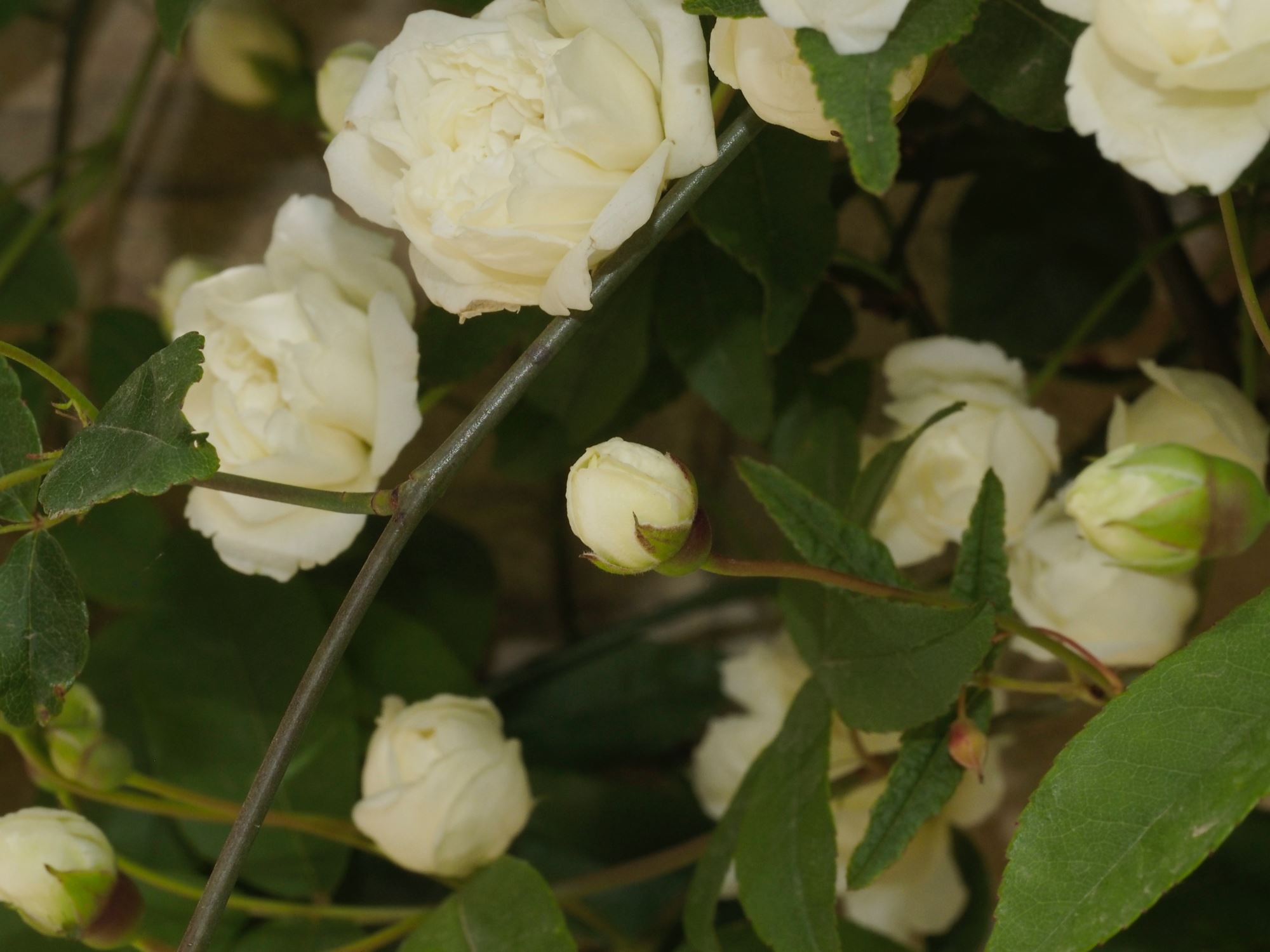 Image of Rosa banksiae 'Alba Plena'