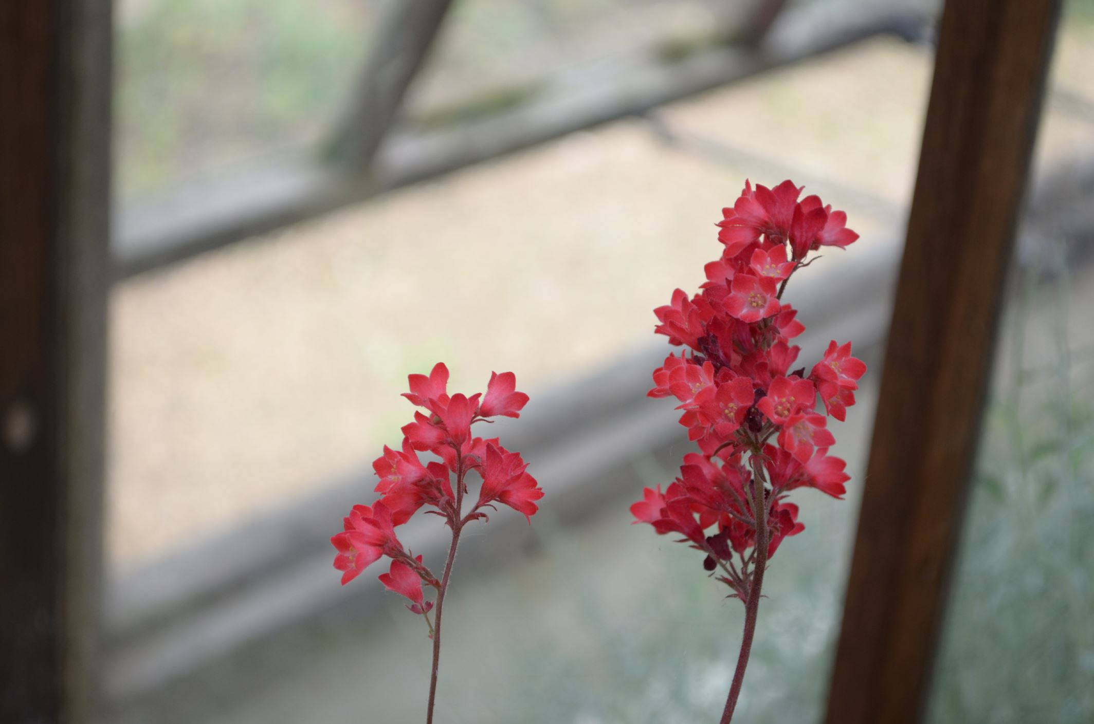 Image of Heuchera sanguinea