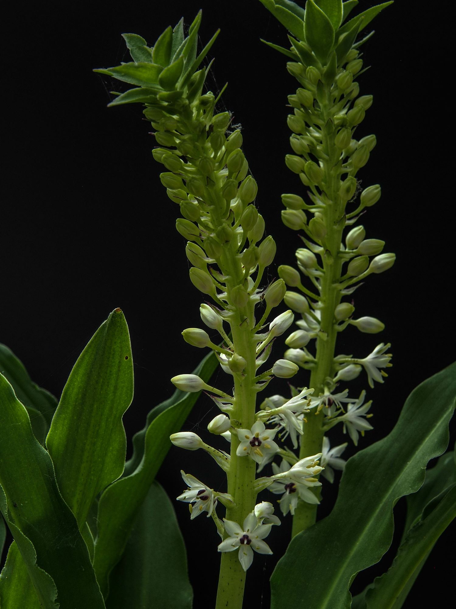 Image of Eucomis comosa