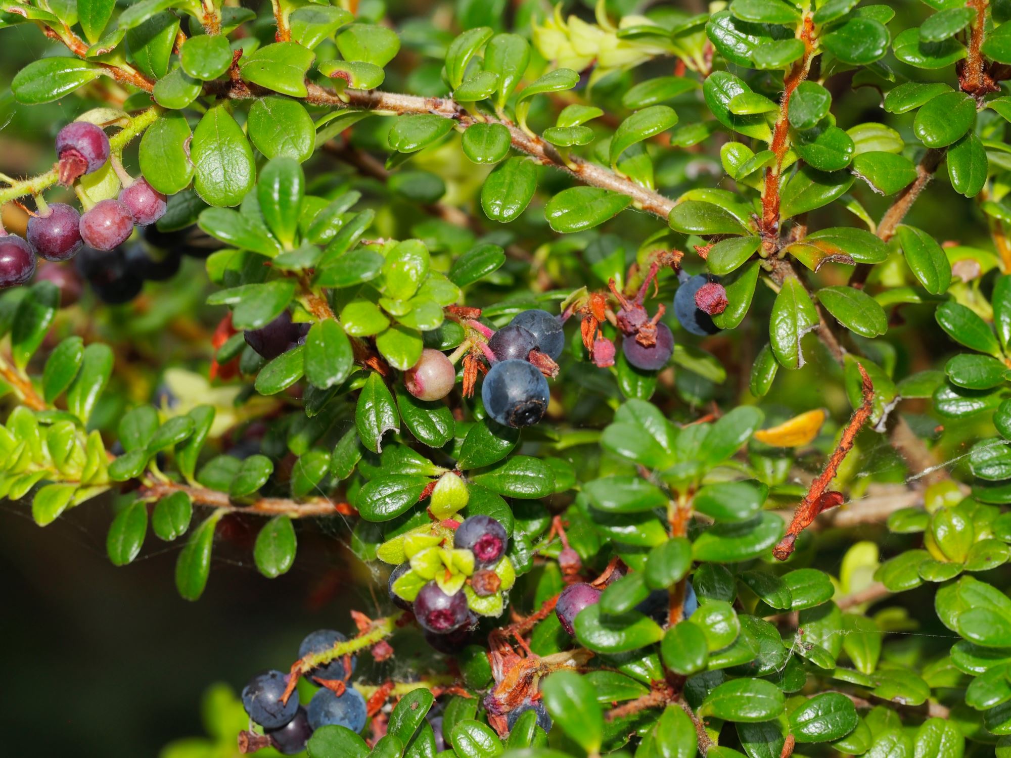 Image of Vaccinium delavayi