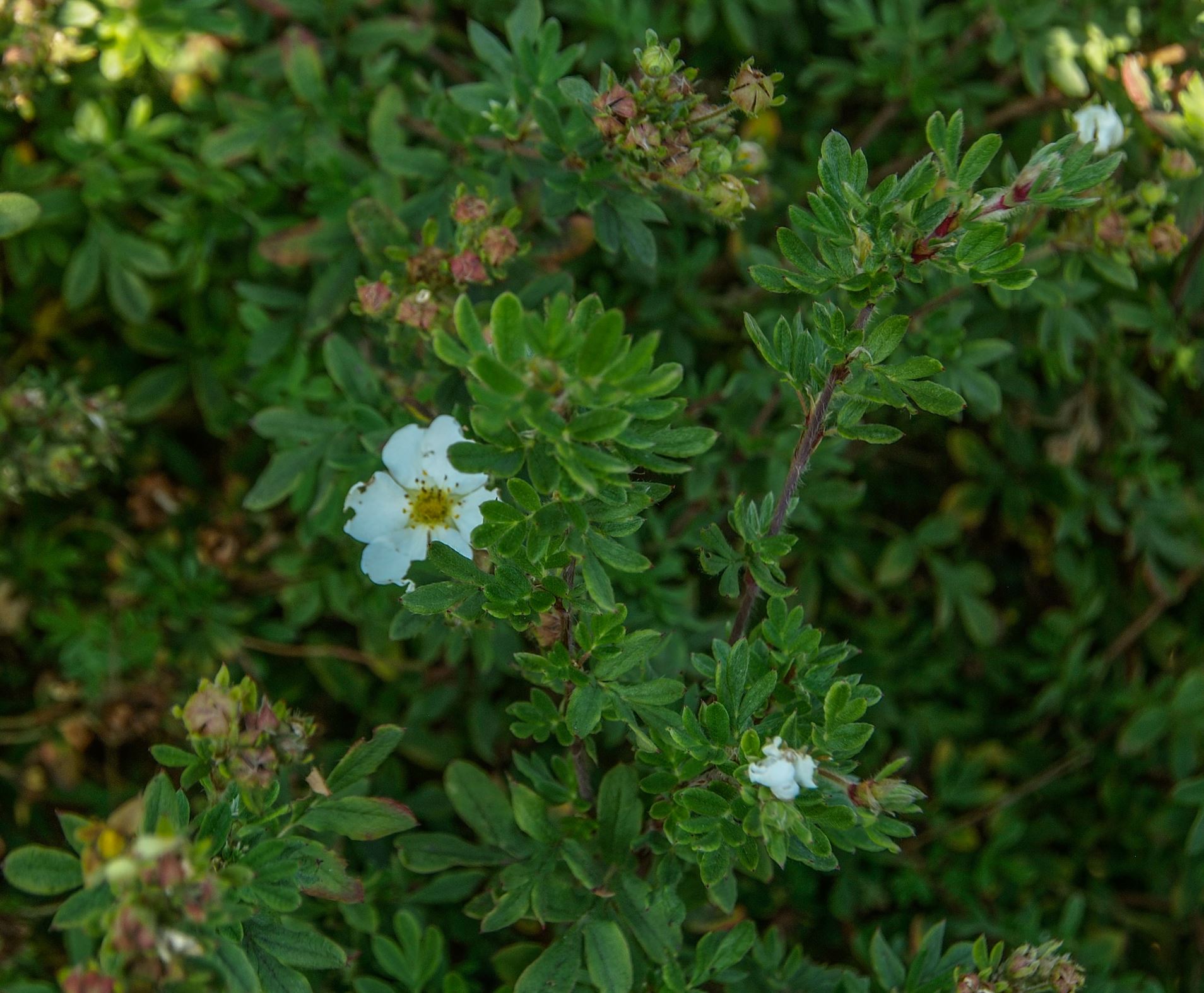 Image of Potentilla fruticosa 'Snowflake'