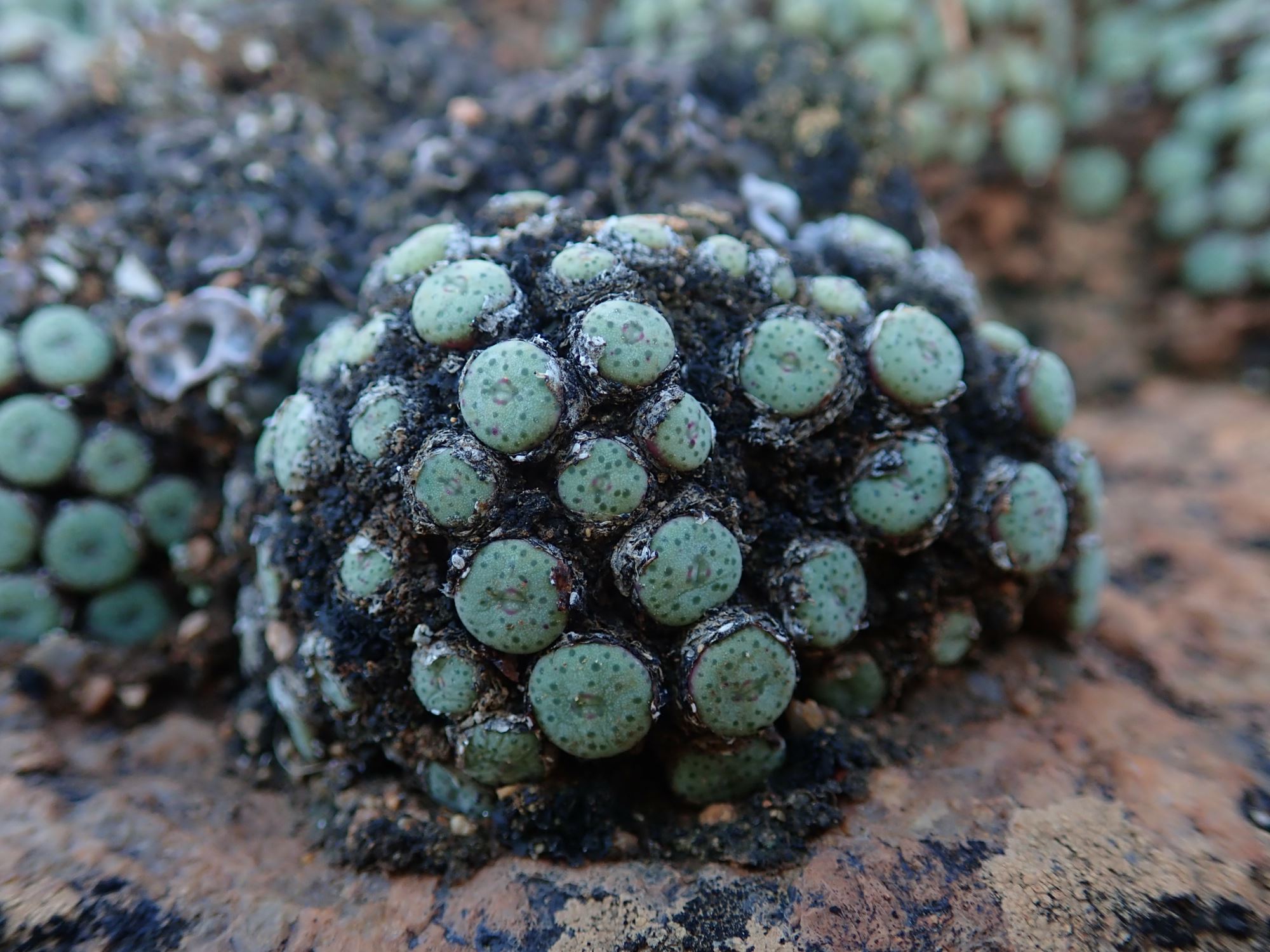 Image of Conophytum sp.