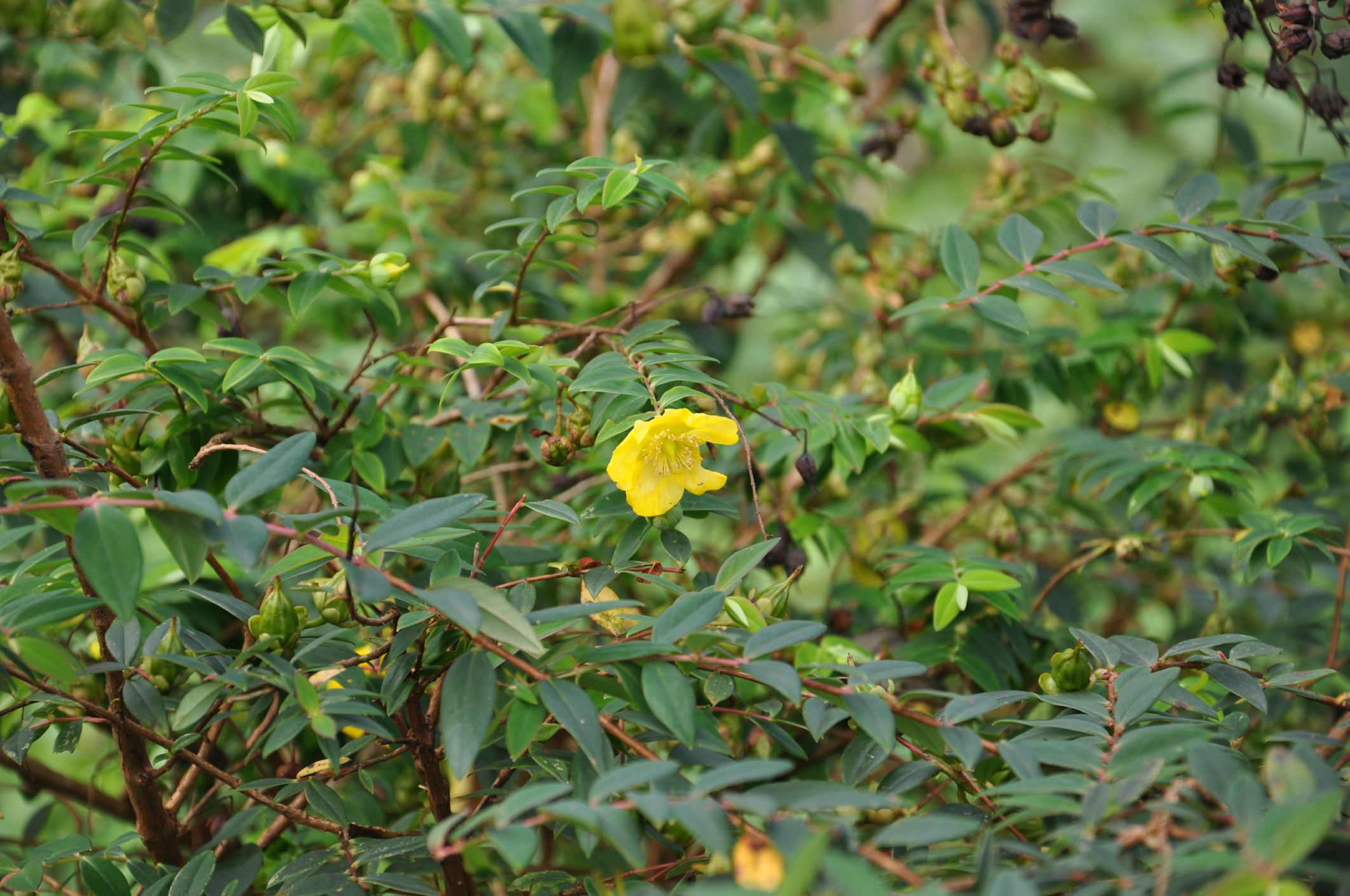 Image of Hypericum sp.