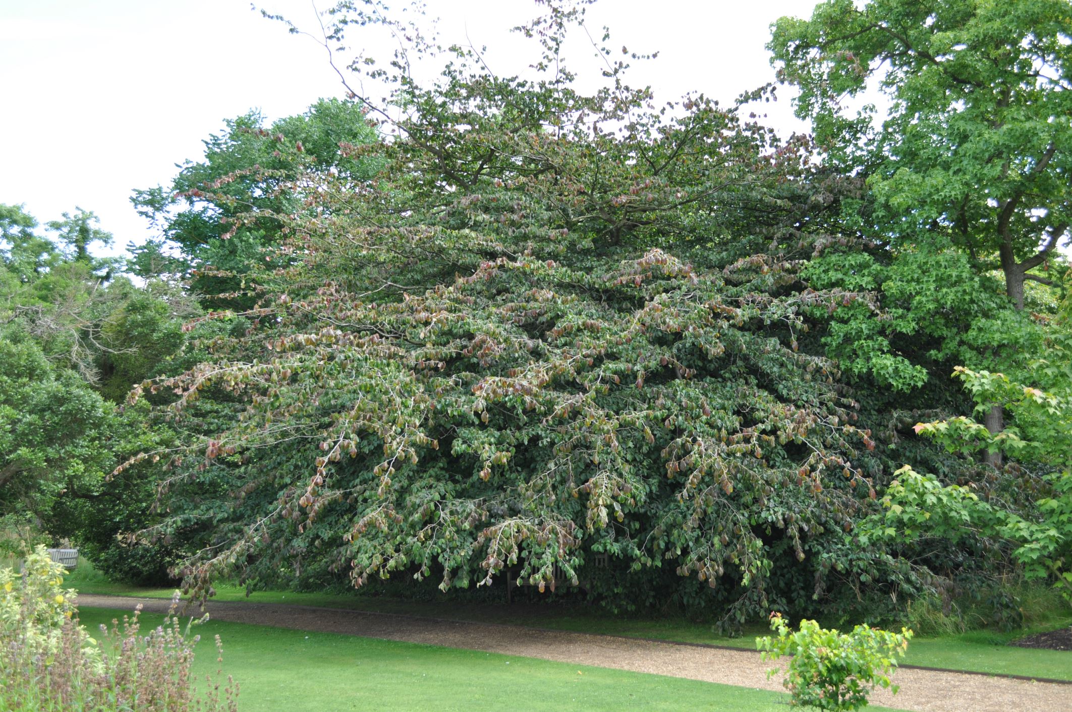 Image of Parrotia persica