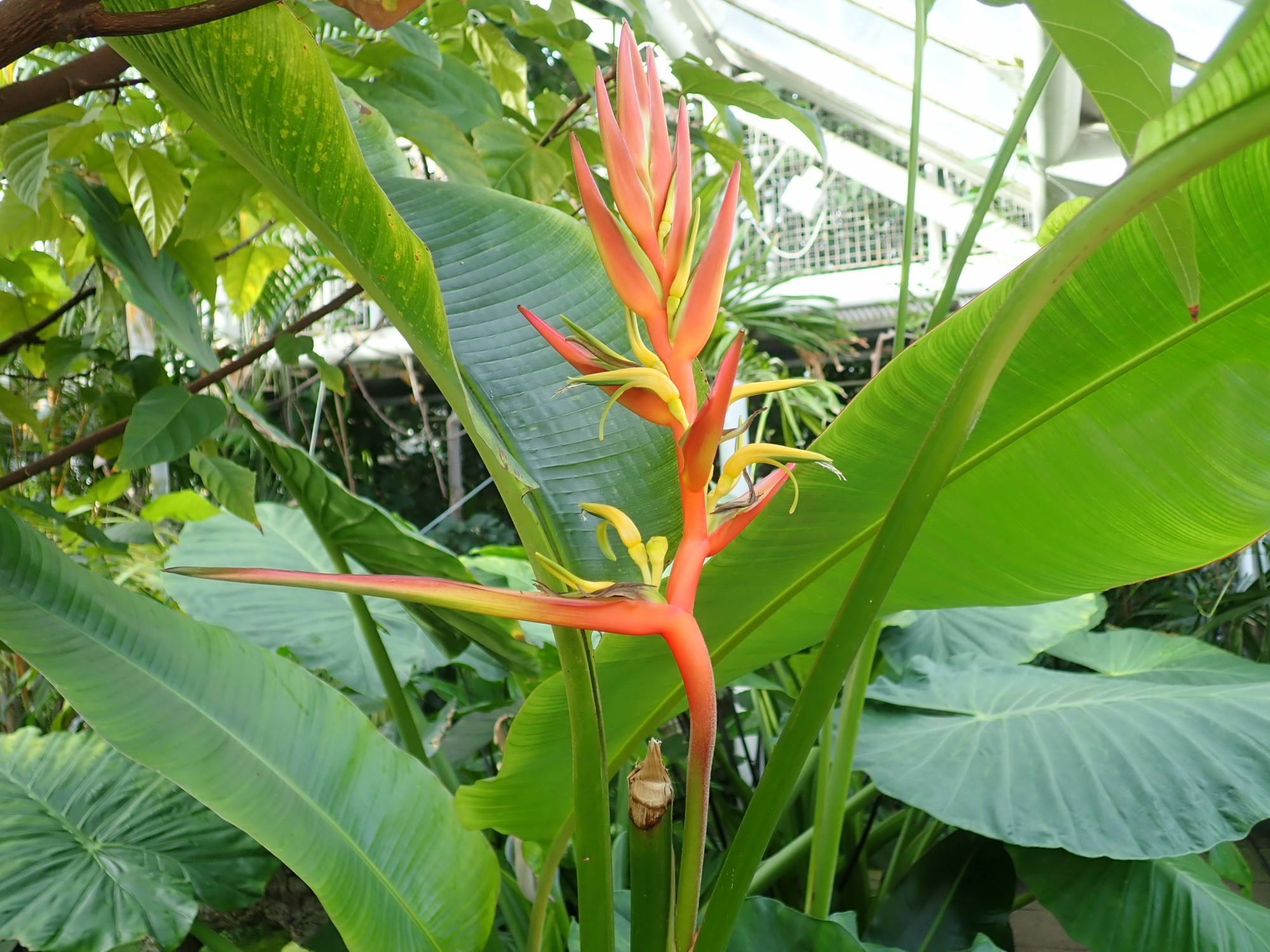 Image of Heliconia latispatha