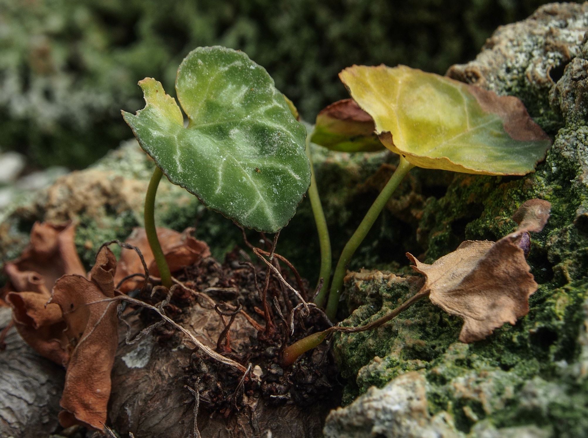 Image of Cyclamen graecum