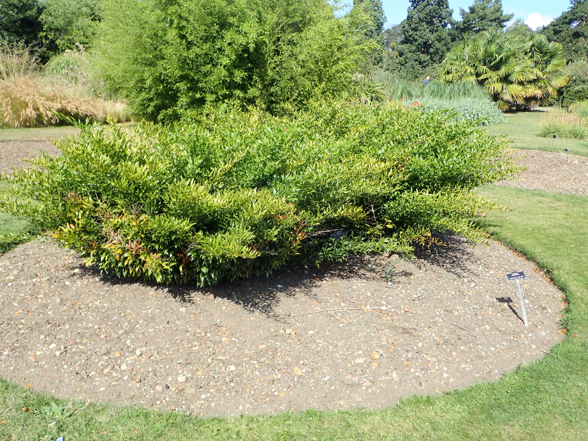 Image of Danae racemosa