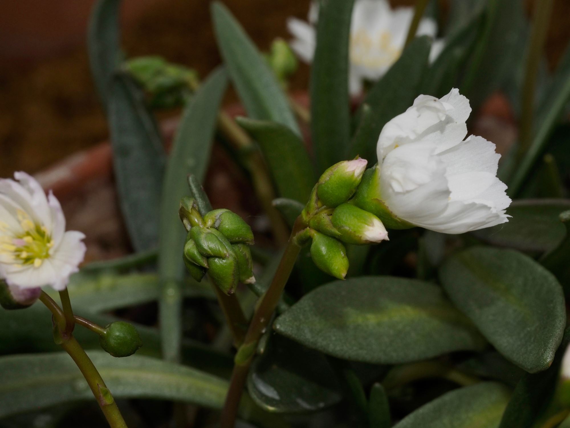 Image of Lewisia oppositifolia