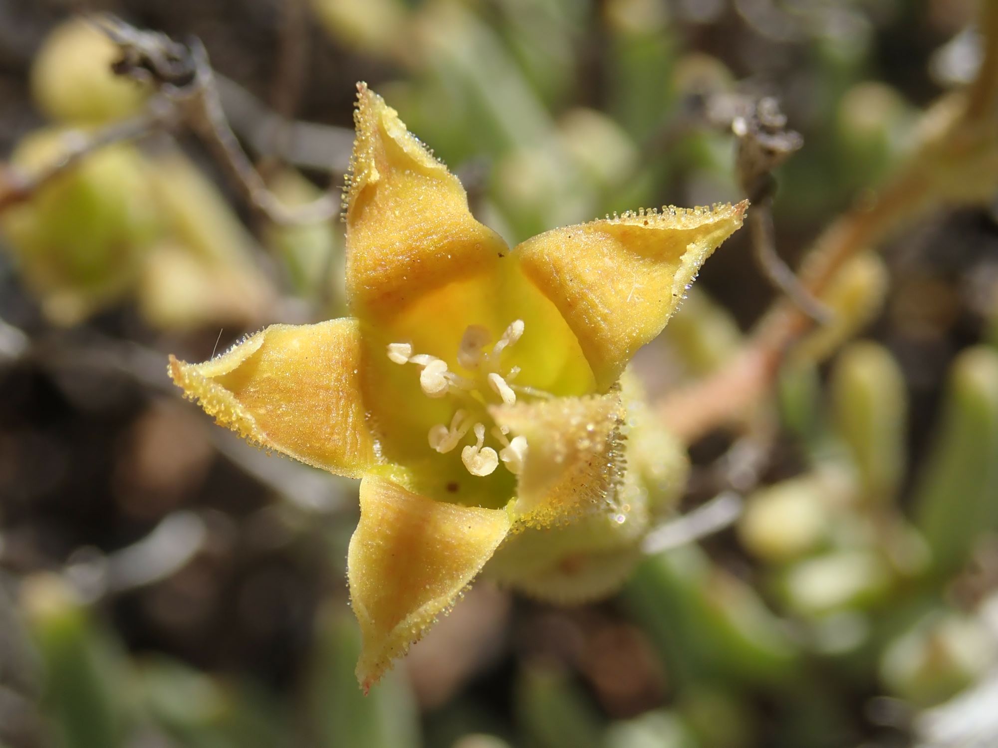 Image of Tylecodon hallii