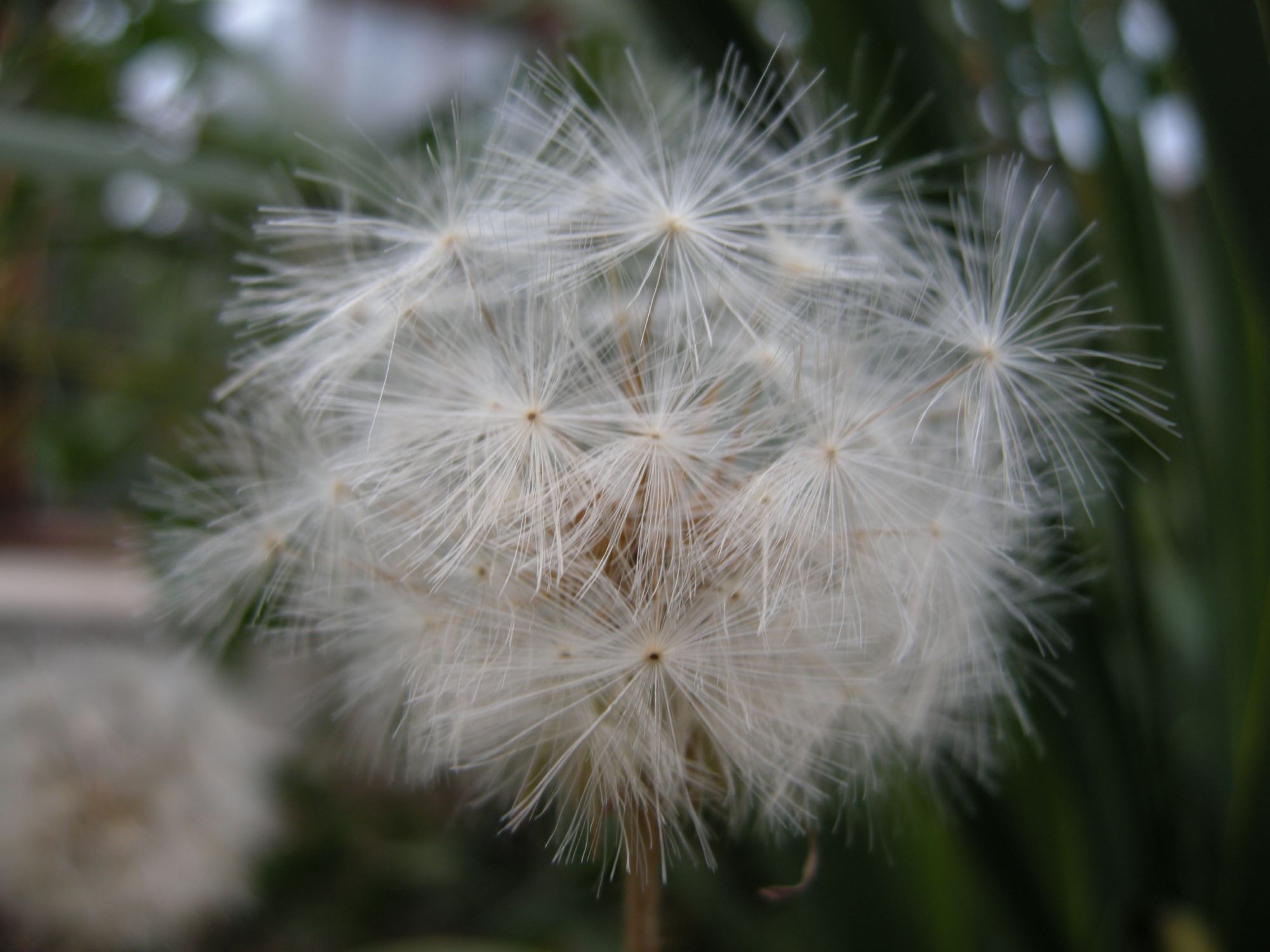 Image of Gerbera cordata