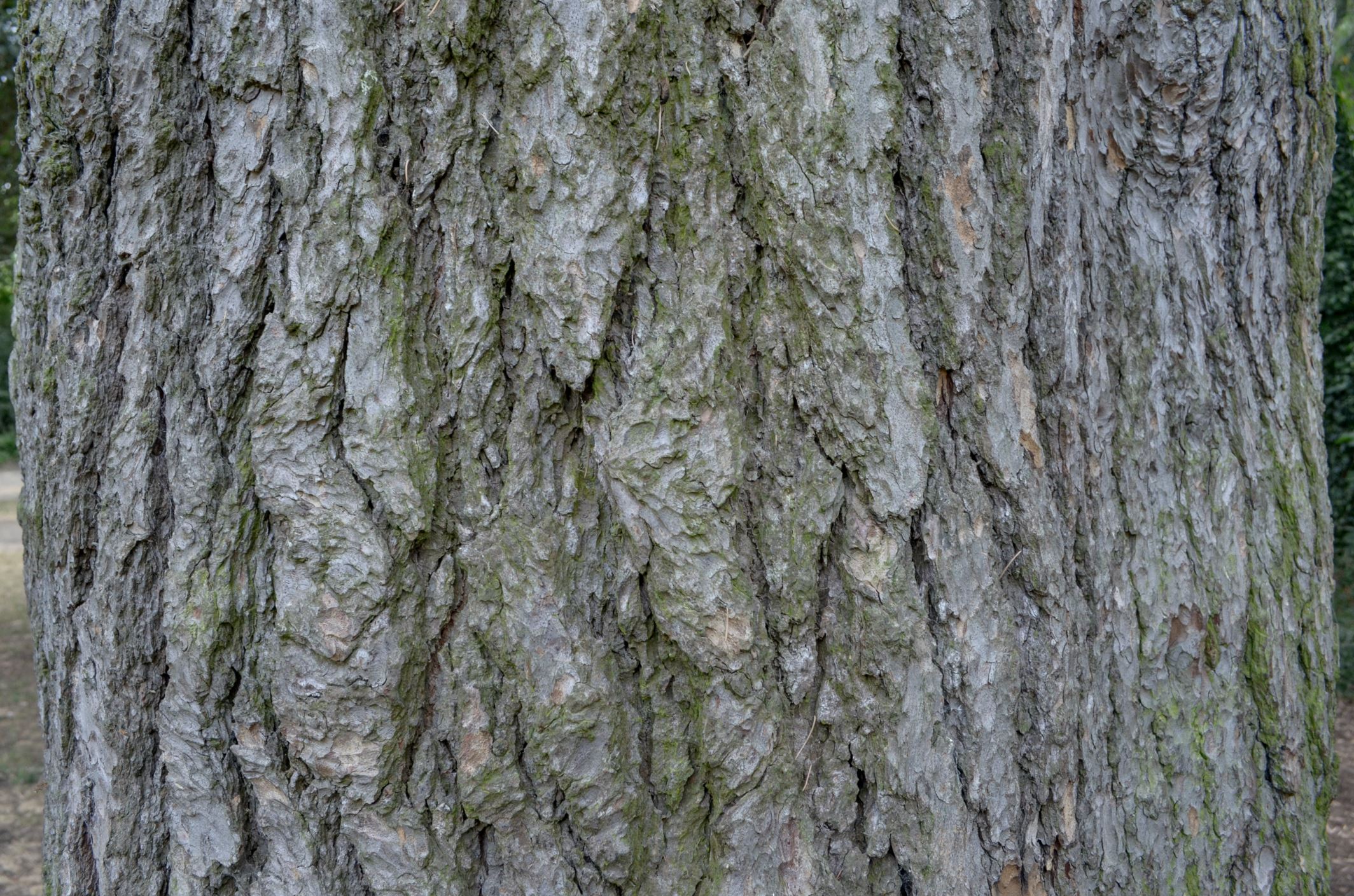 Image of Cedrus atlantica 'Glauca'