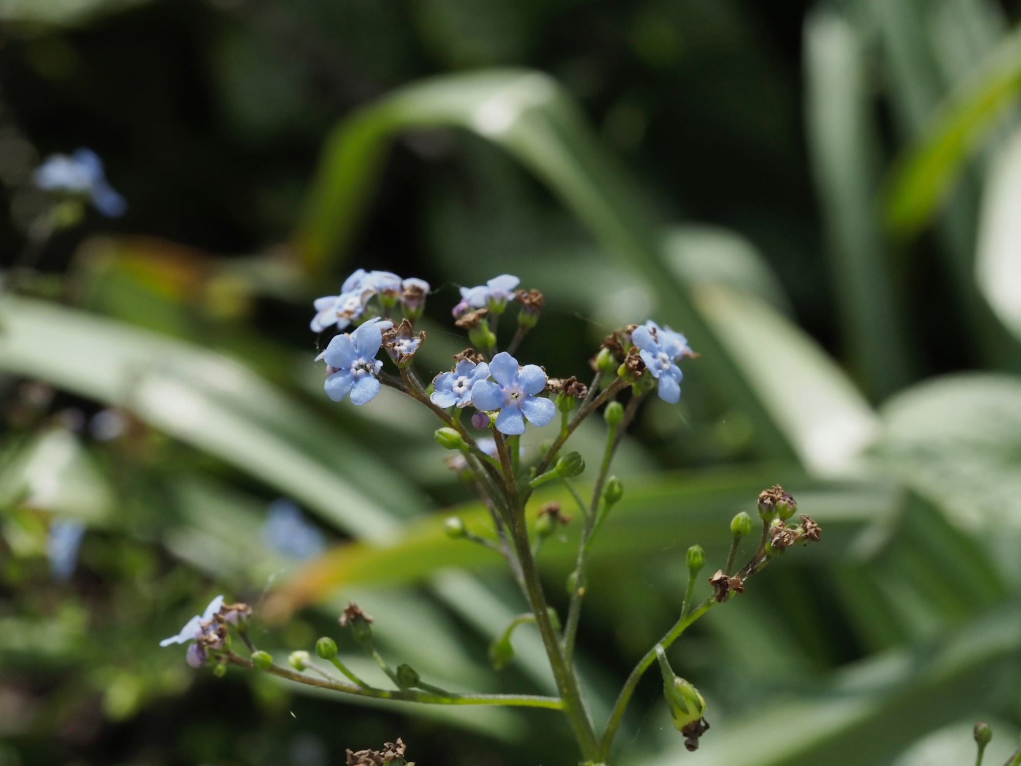 Image of Brunnera macrophylla 'Jack Frost'