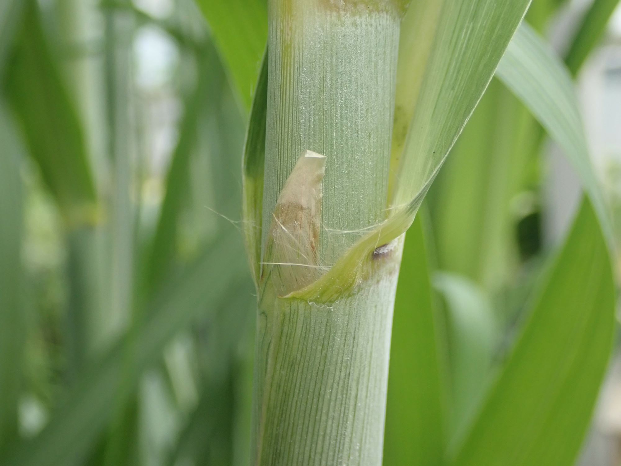 Image of Saccharum officinarum