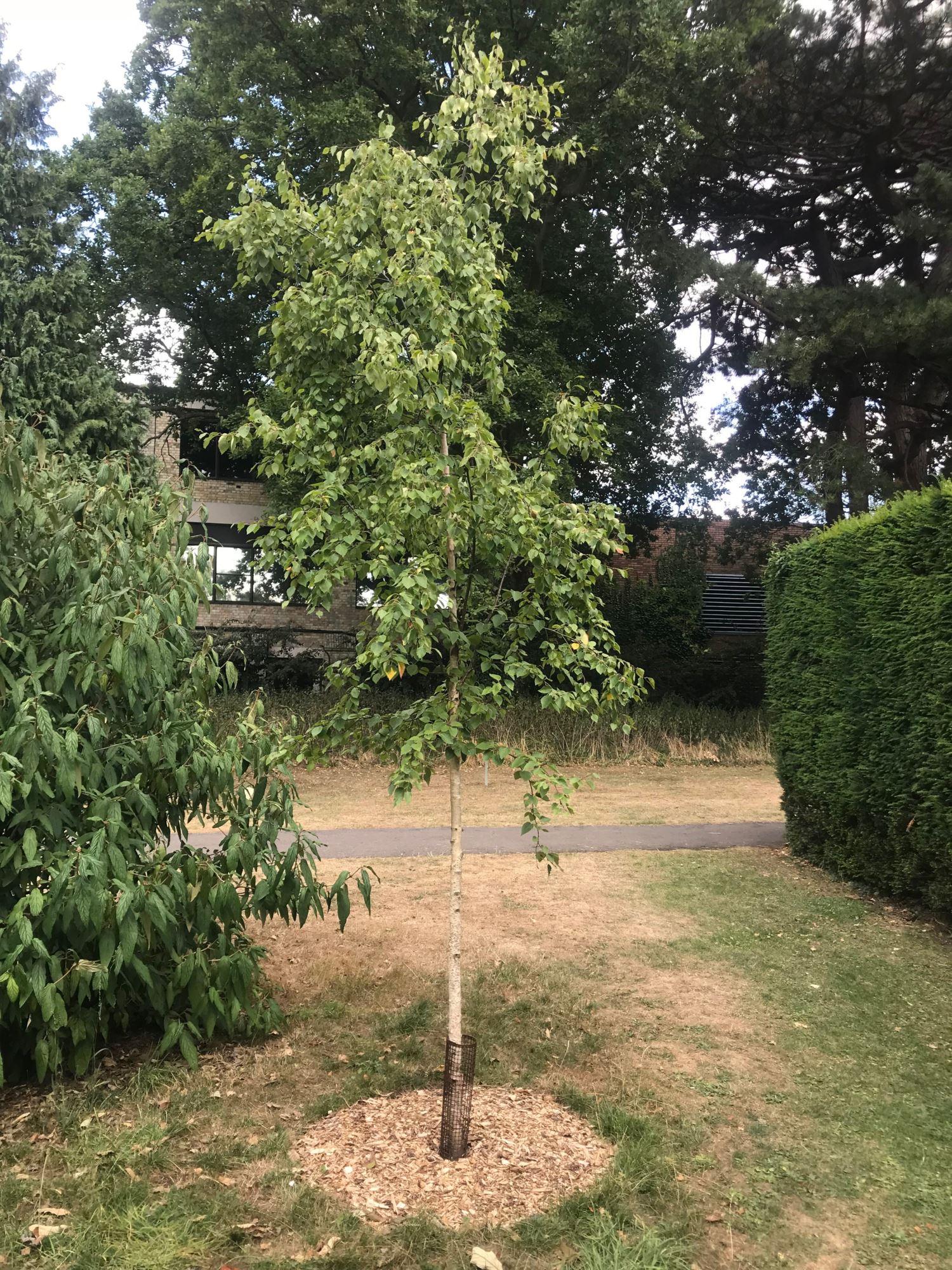 Image of Betula ermanii var. ermanii
