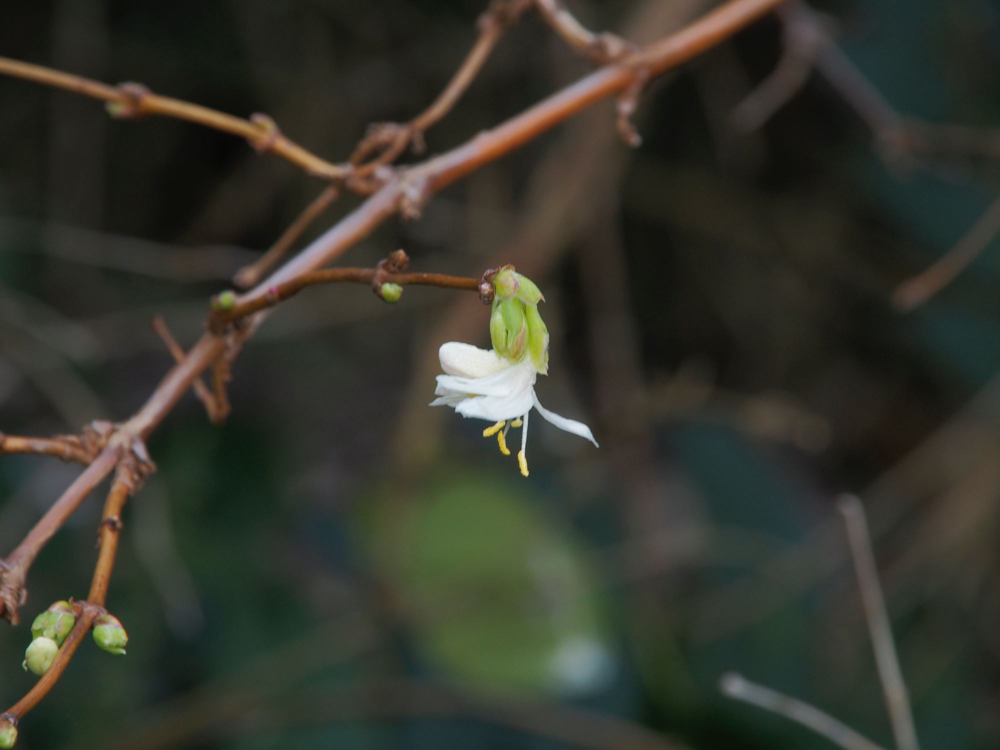 Image of Lonicera Ã— purpusii