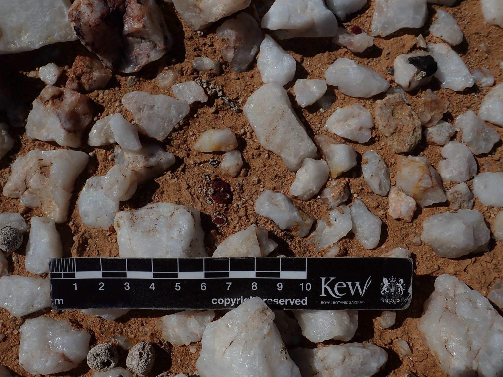 Image of Conophytum maughanii