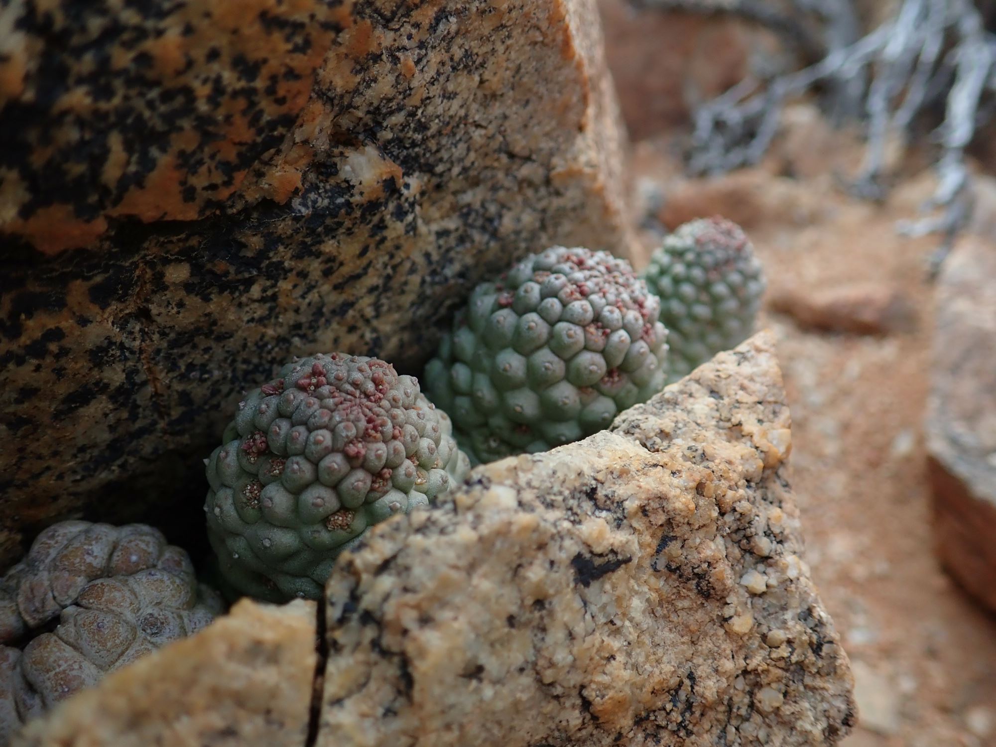Image of Larryleachia sp.