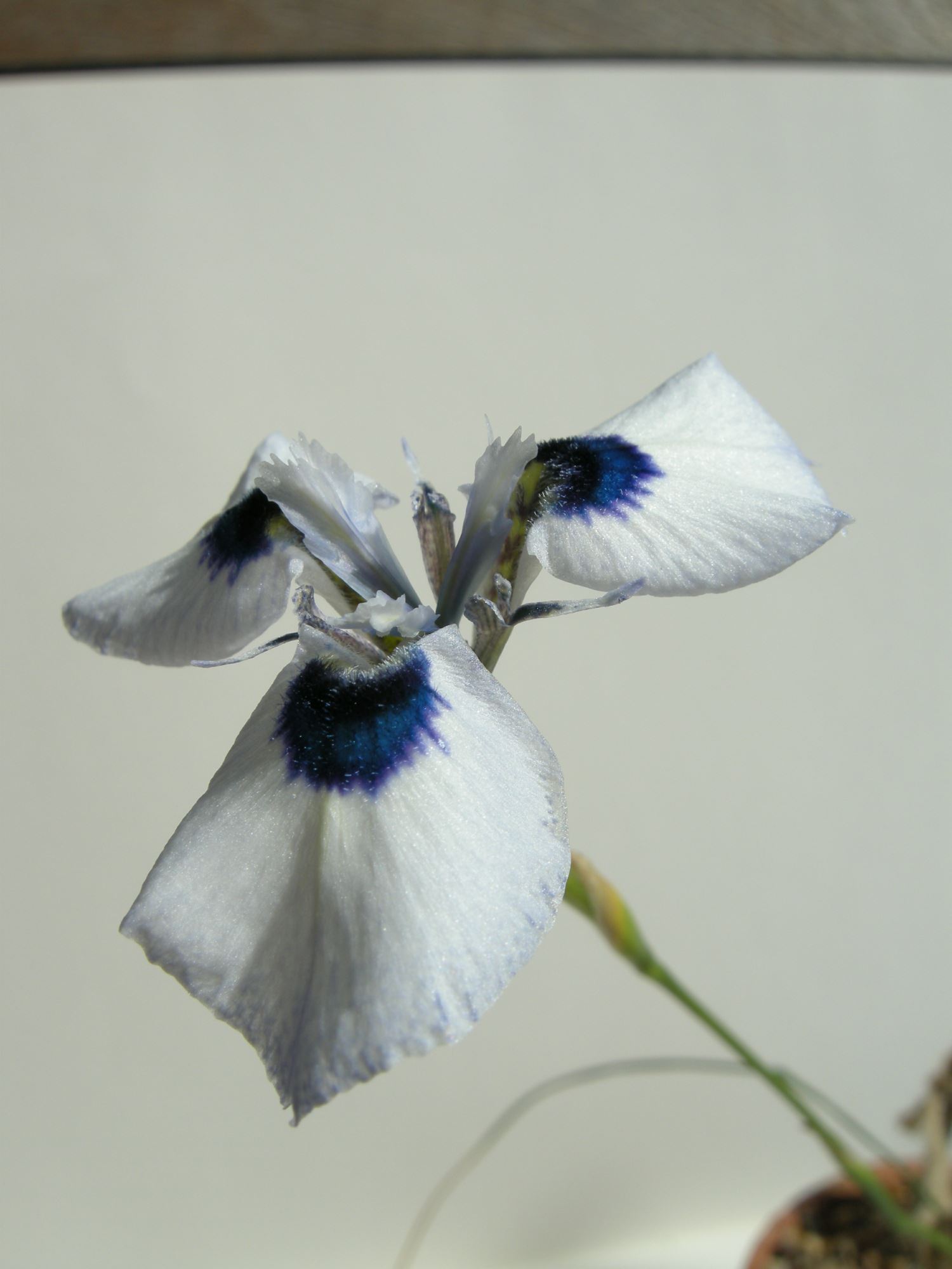 Image of Moraea aristata