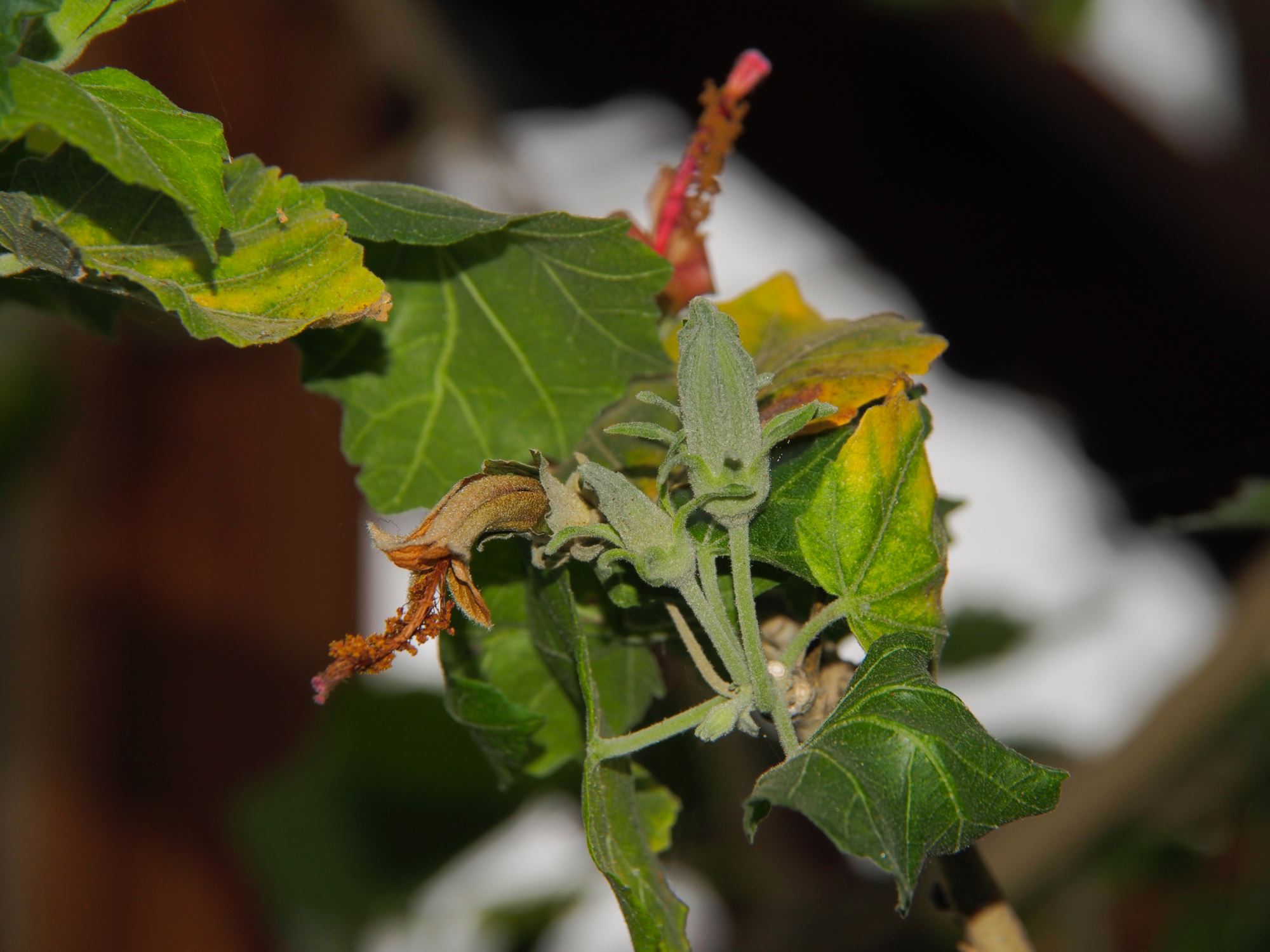 Image of Hibiscadelphus distans