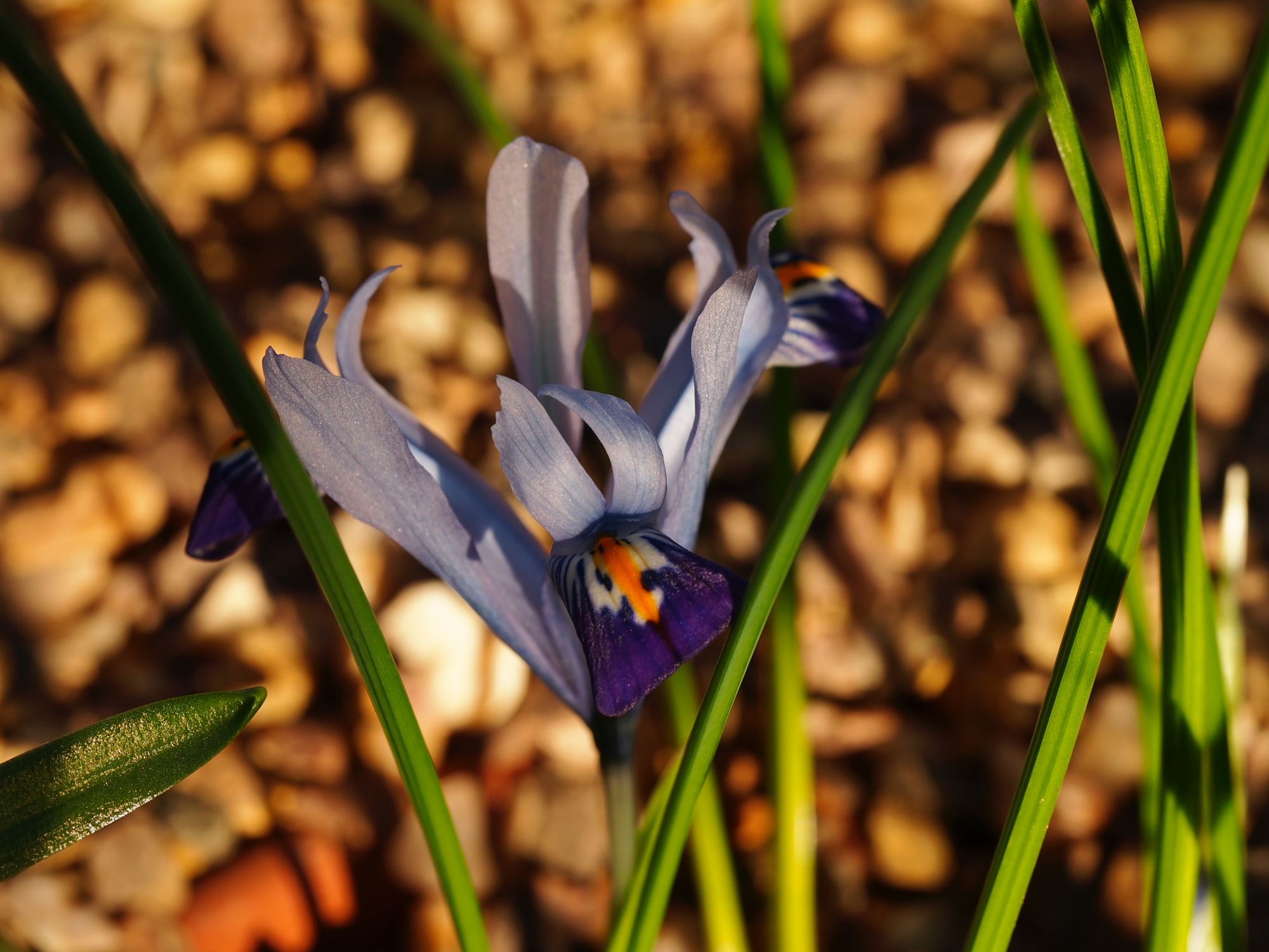 Image of Iris bakeriana