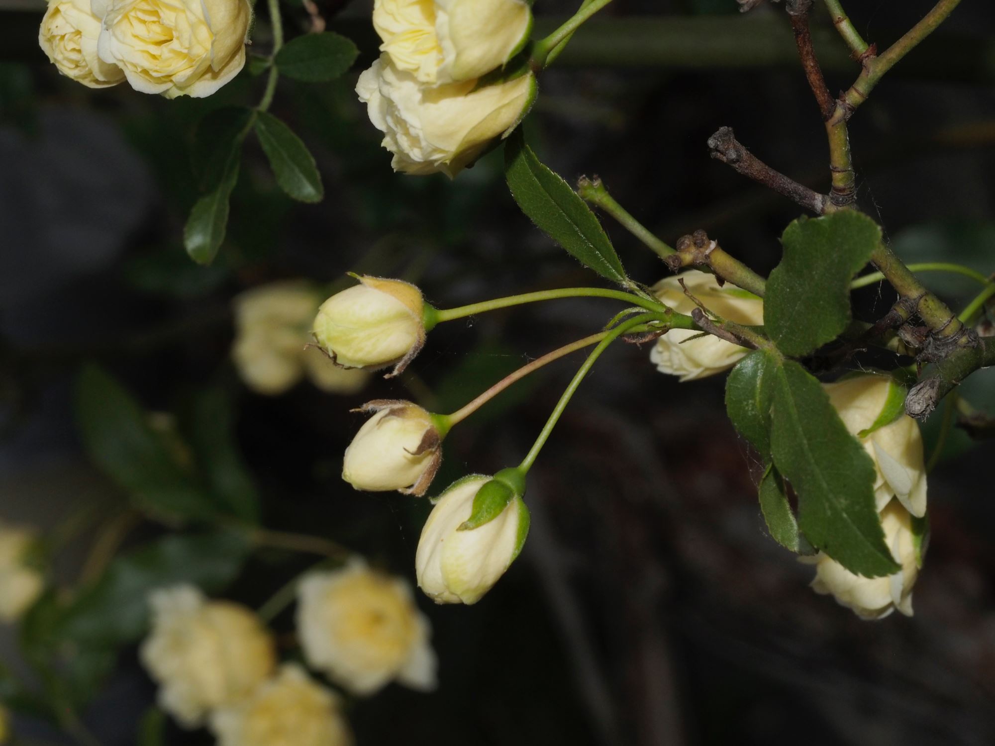 Image of Rosa banksiae 'Lutea'