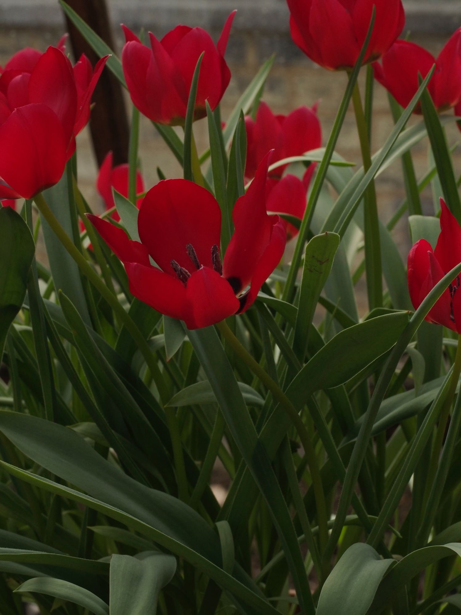Image of Tulipa stapfii