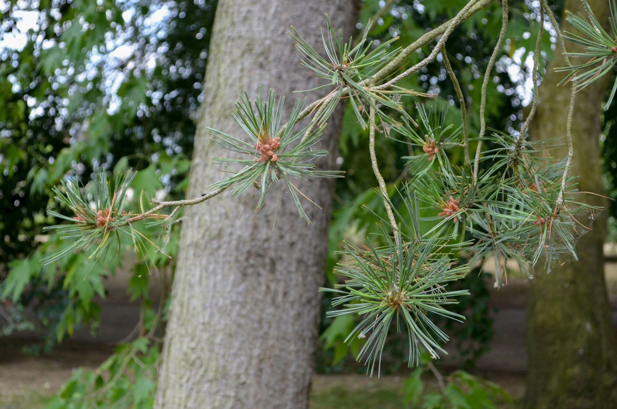 Image of Pinus flexilis