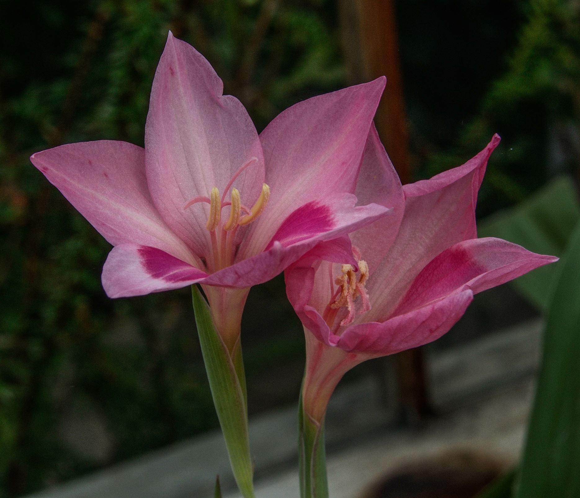 Image of Gladiolus carmineus