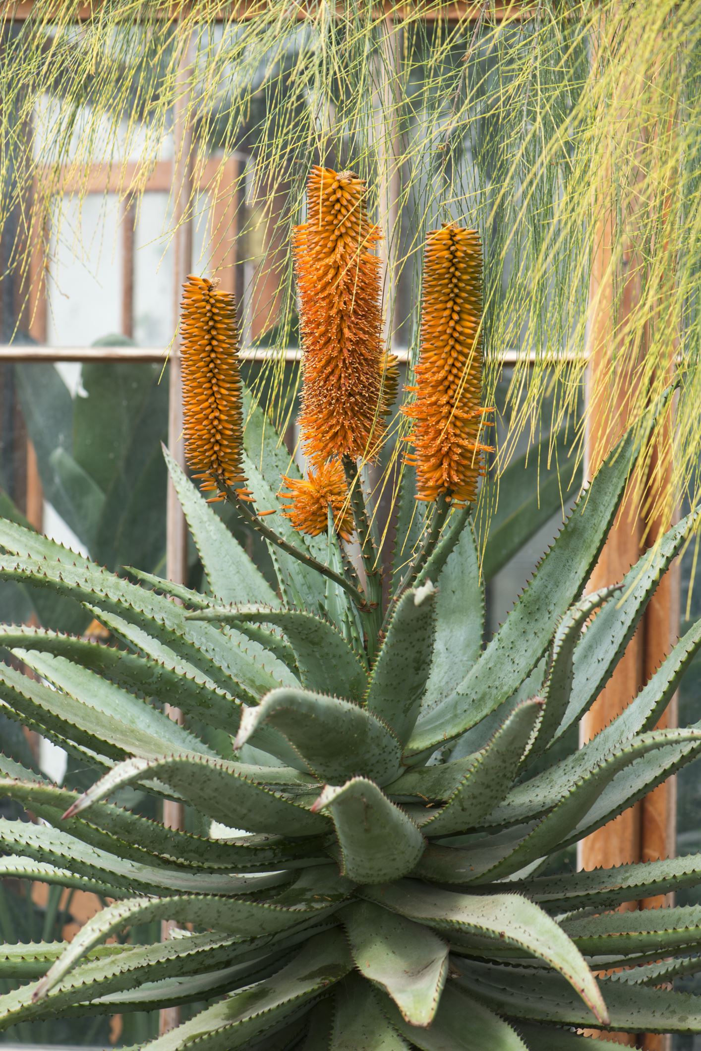 Image of Aloe ferox