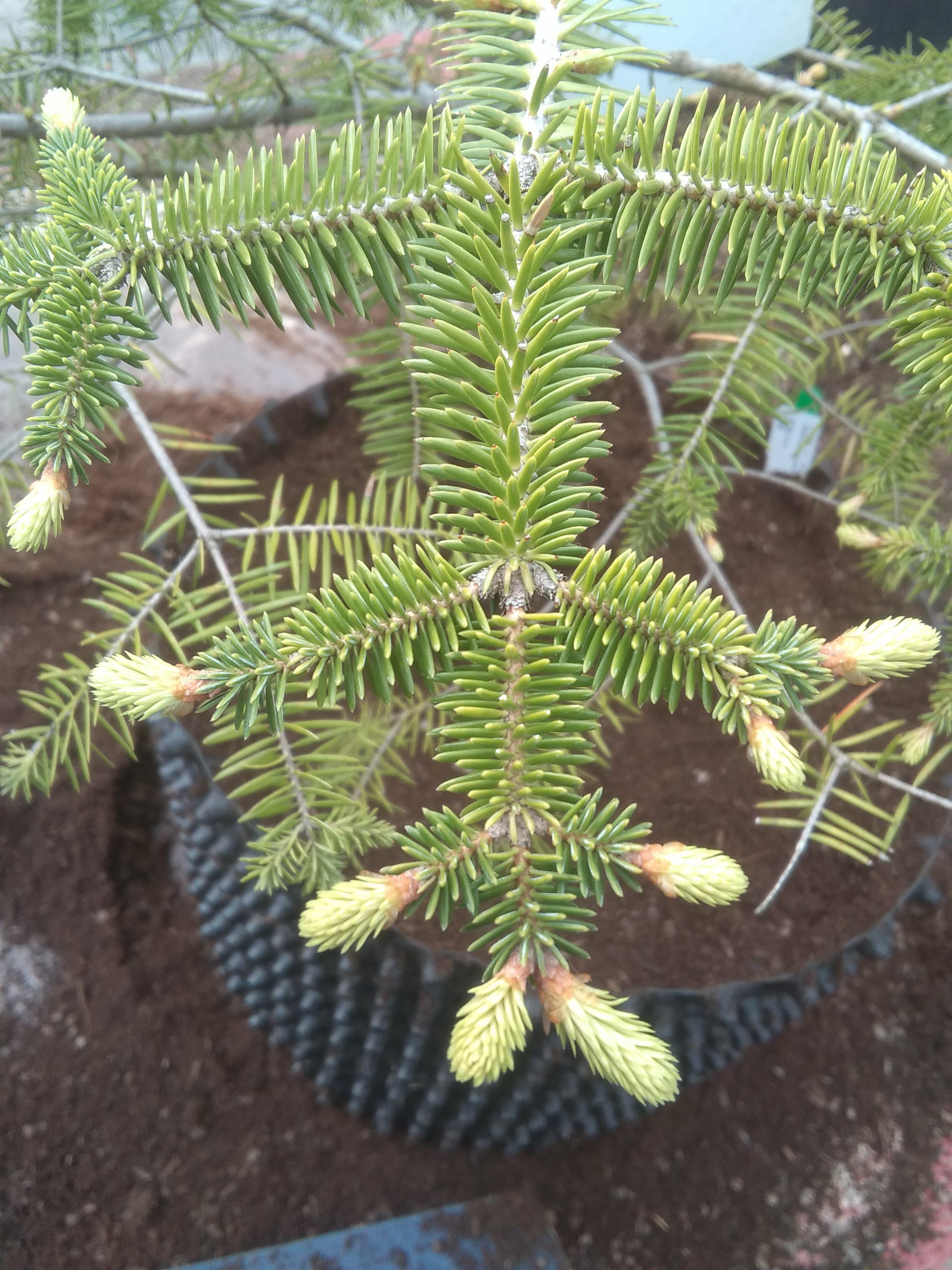 Image of Abies cephalonica