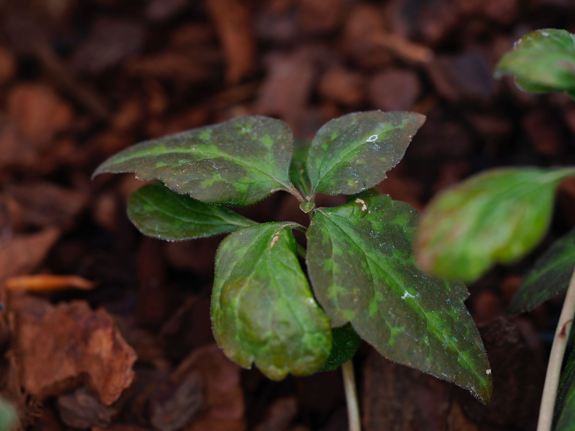Image of Pachysandra procumbens