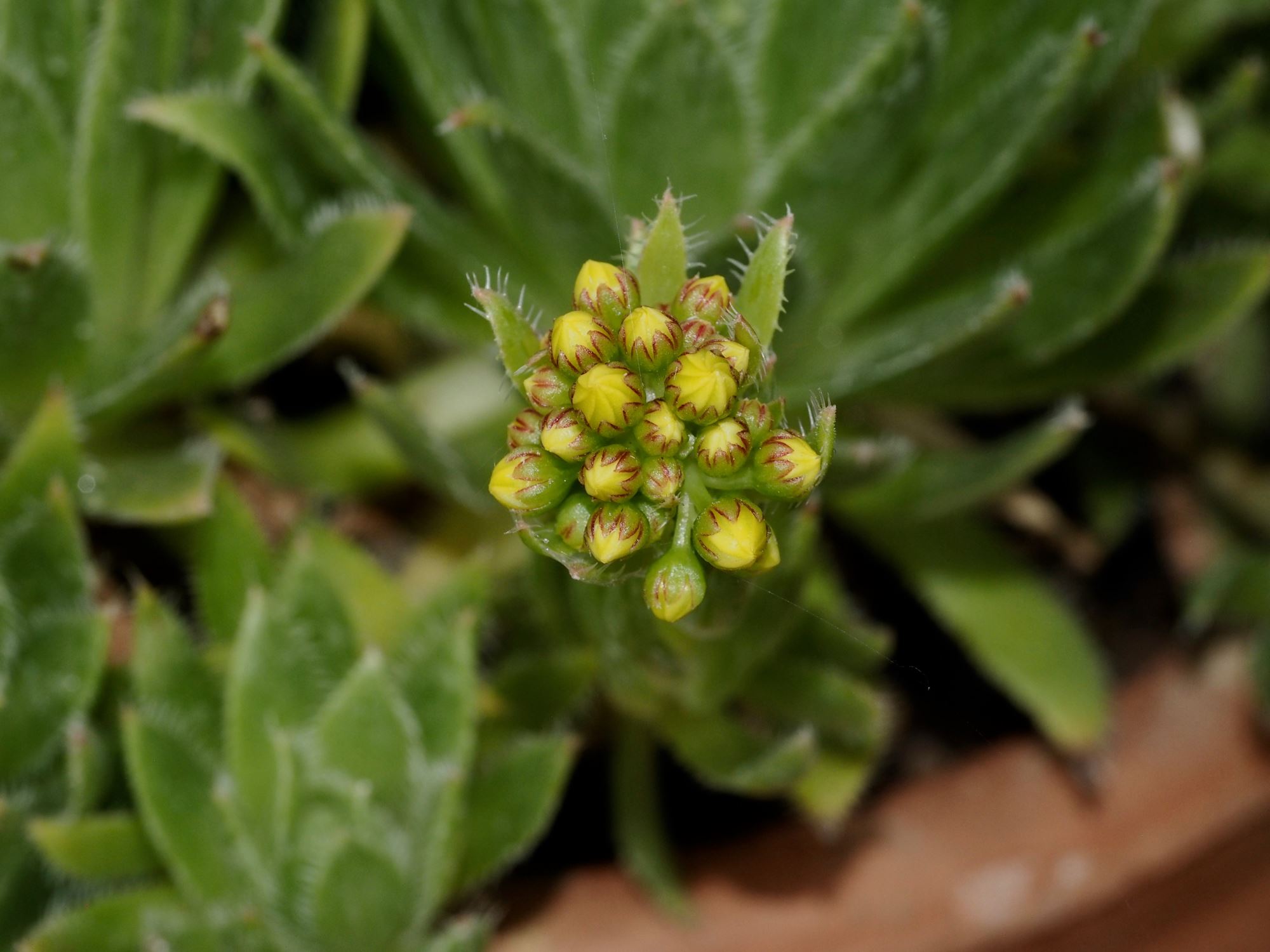 Image of Aeonium simsii