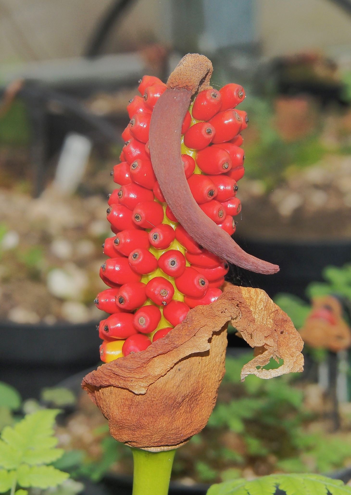 Image of Amorphophallus muelleri
