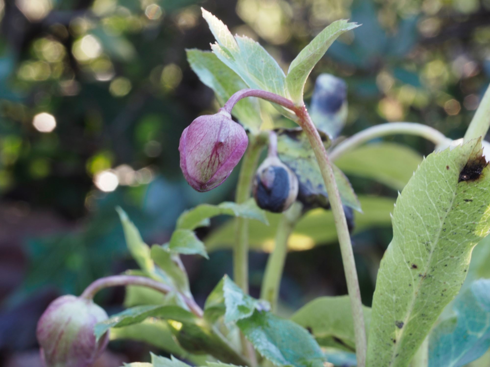 Image of Helleborus orientalis