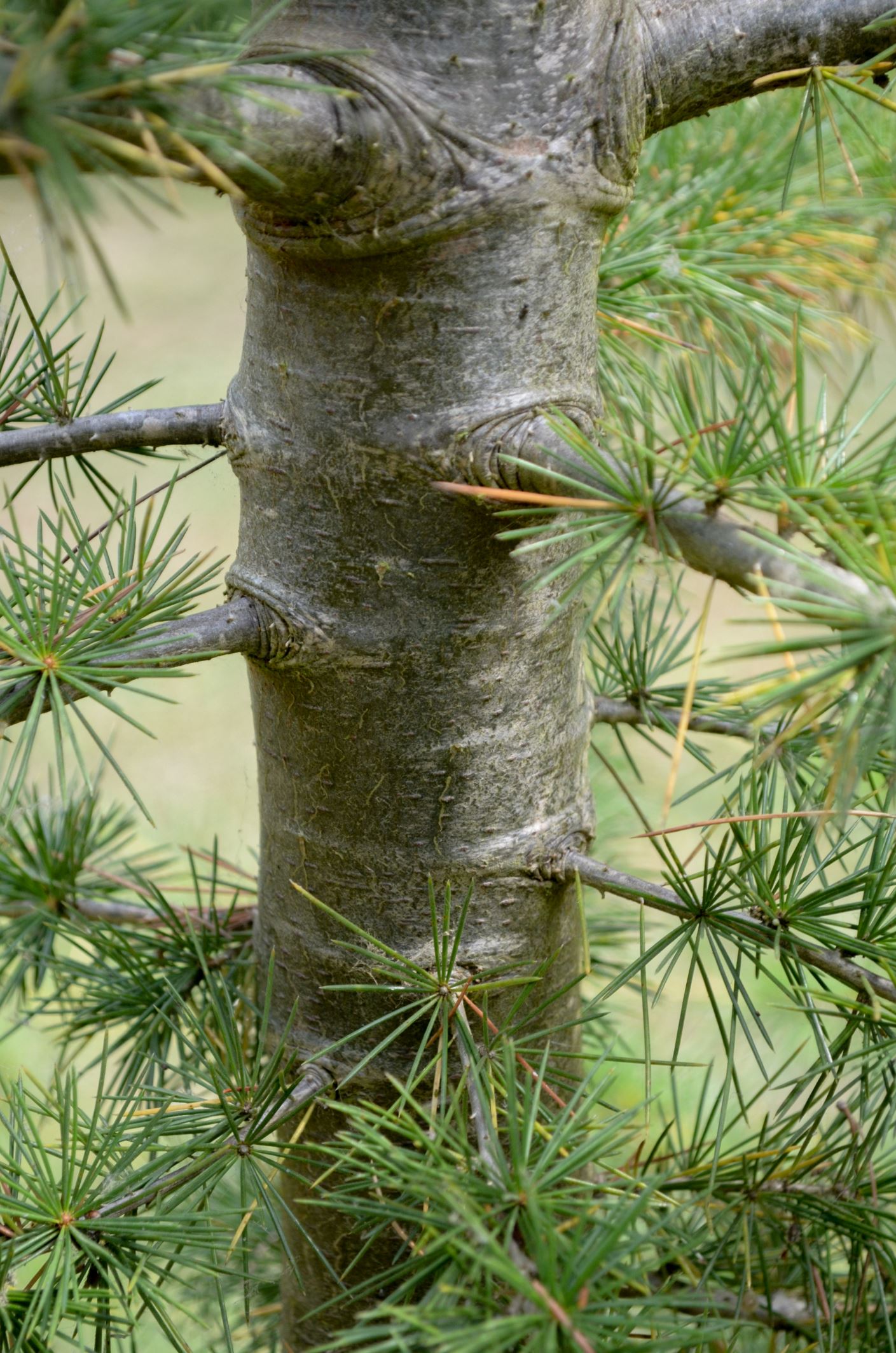 Image of Cedrus libani var. libani