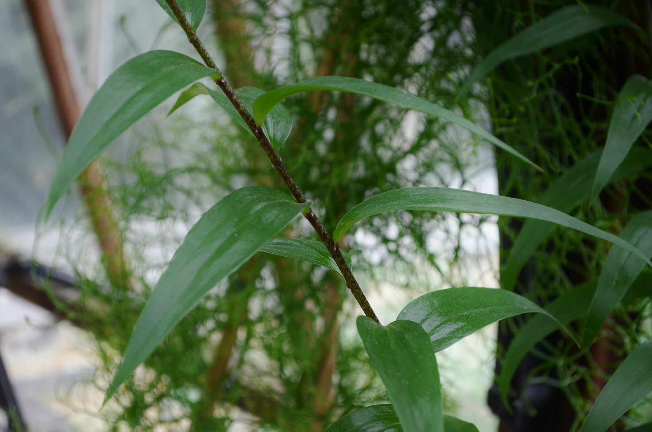 Image of Lilium henryi