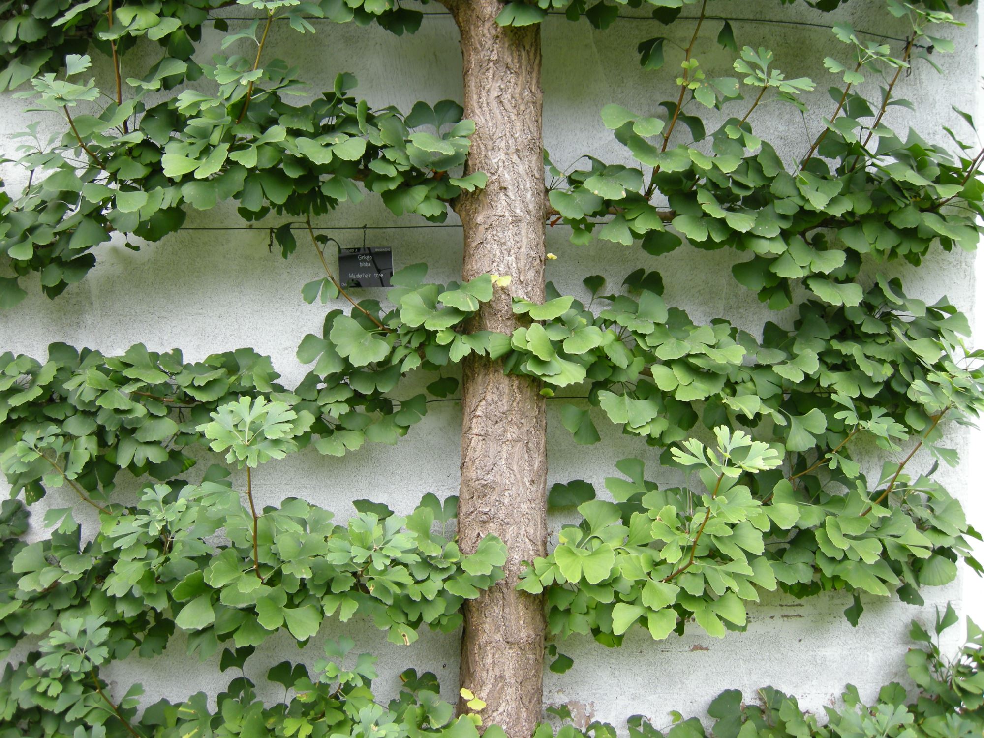 Image of Ginkgo biloba
