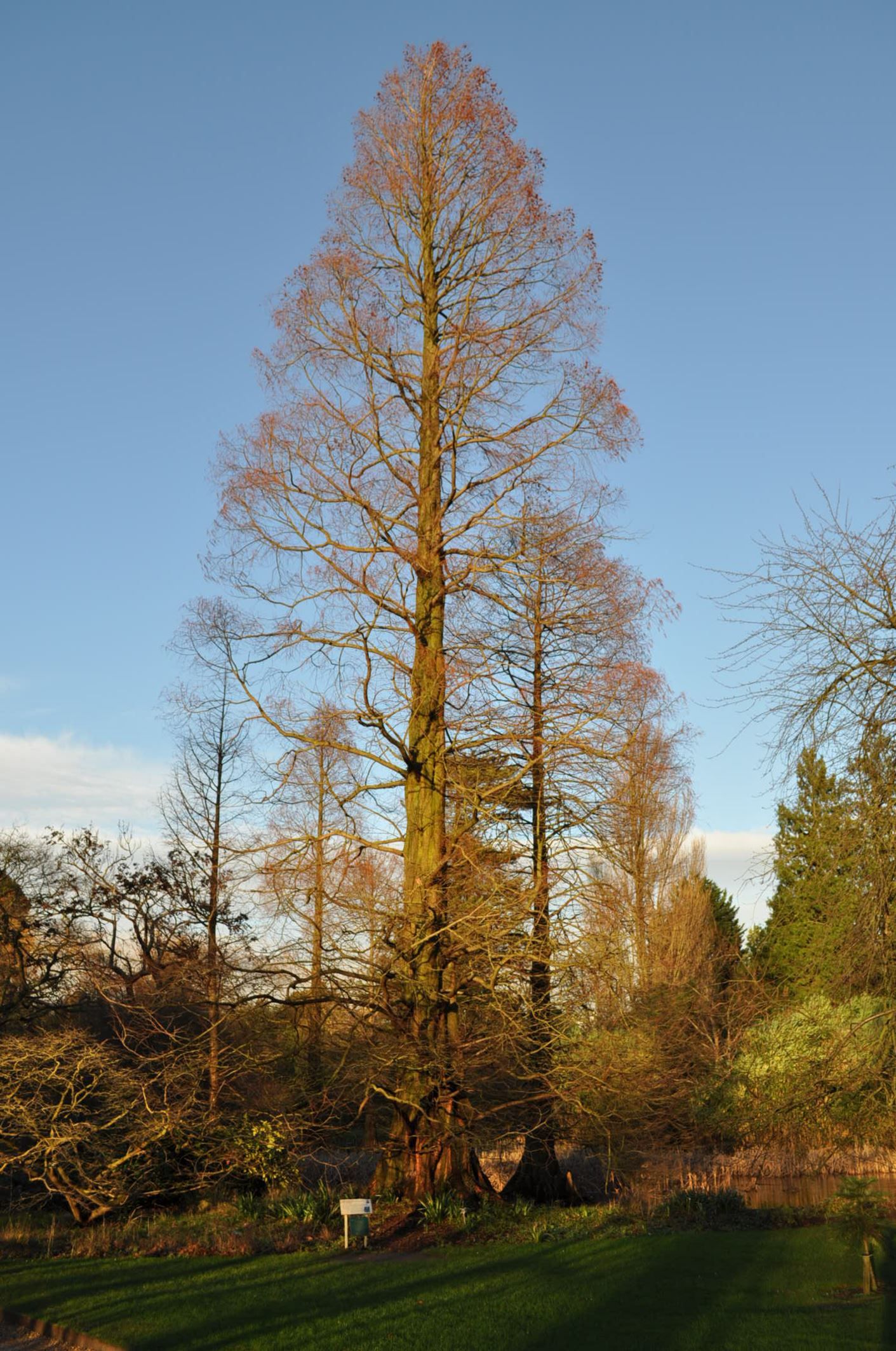 Image of Metasequoia glyptostroboides