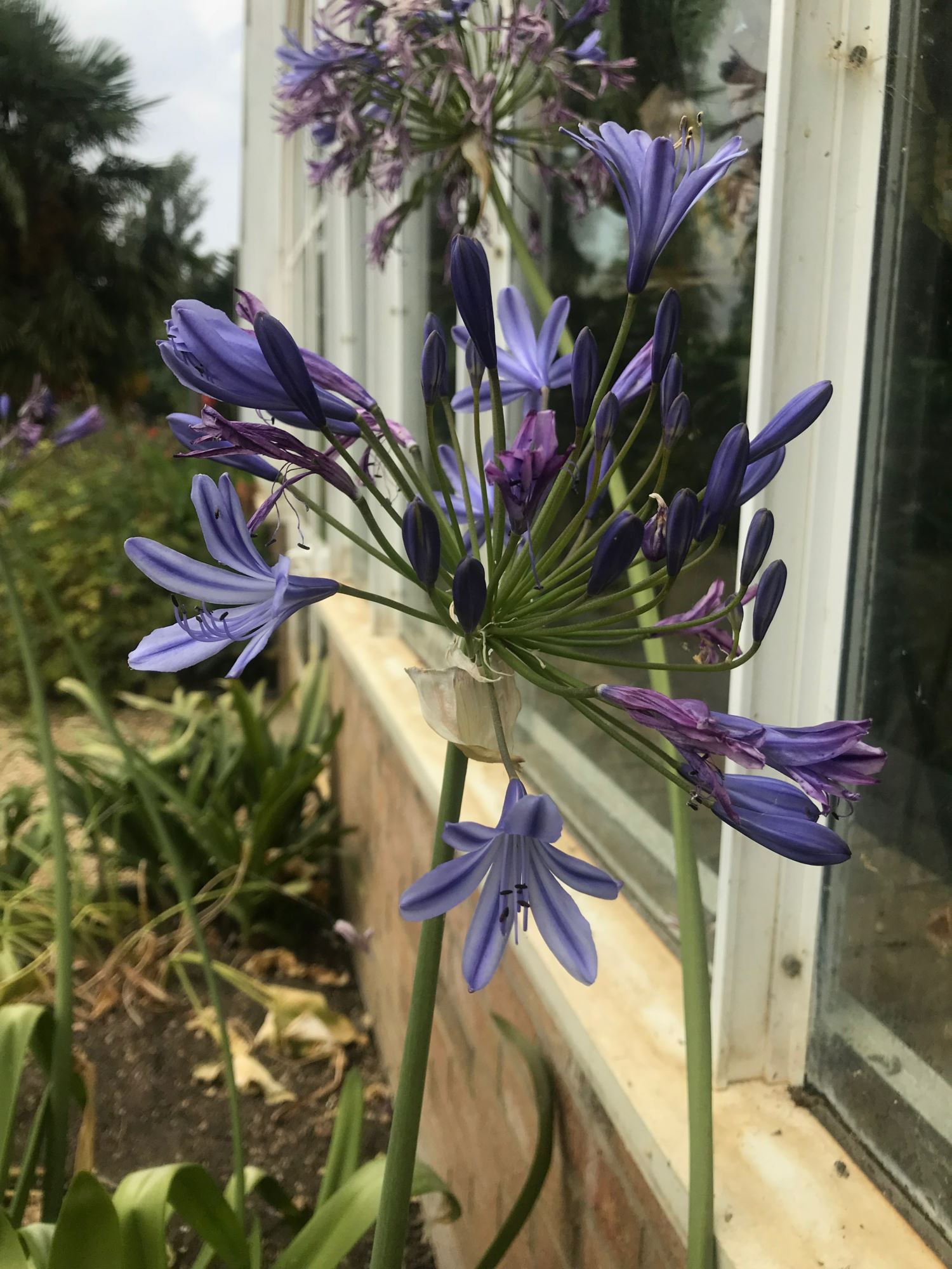 Image of Agapanthus praecox subsp. orientalis