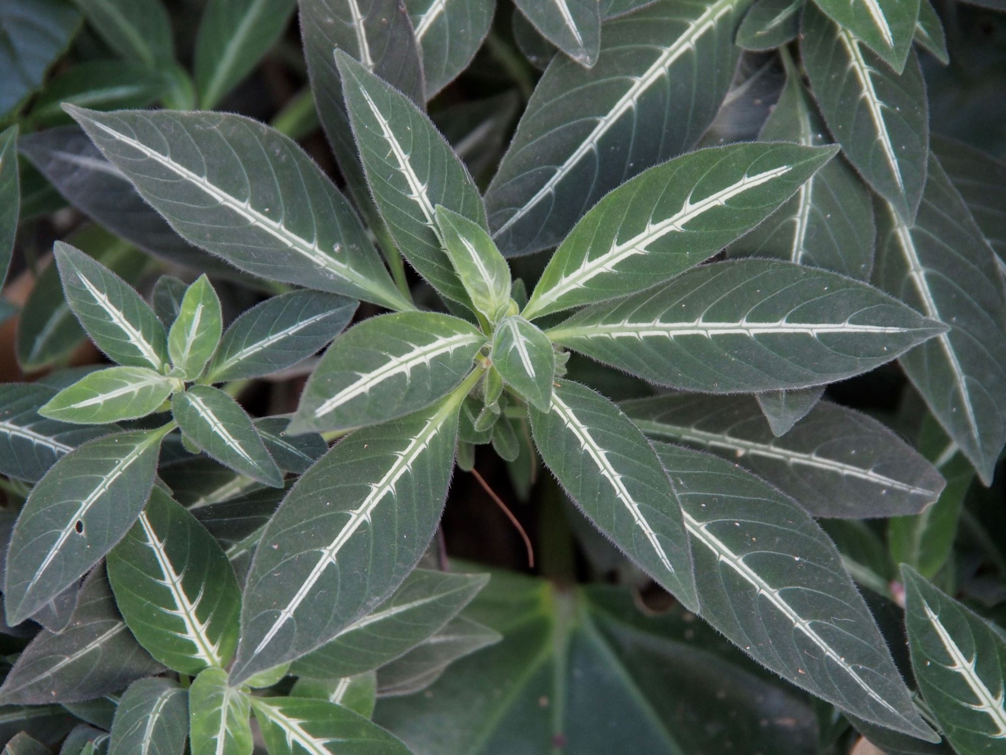 Image of Ruellia portellae
