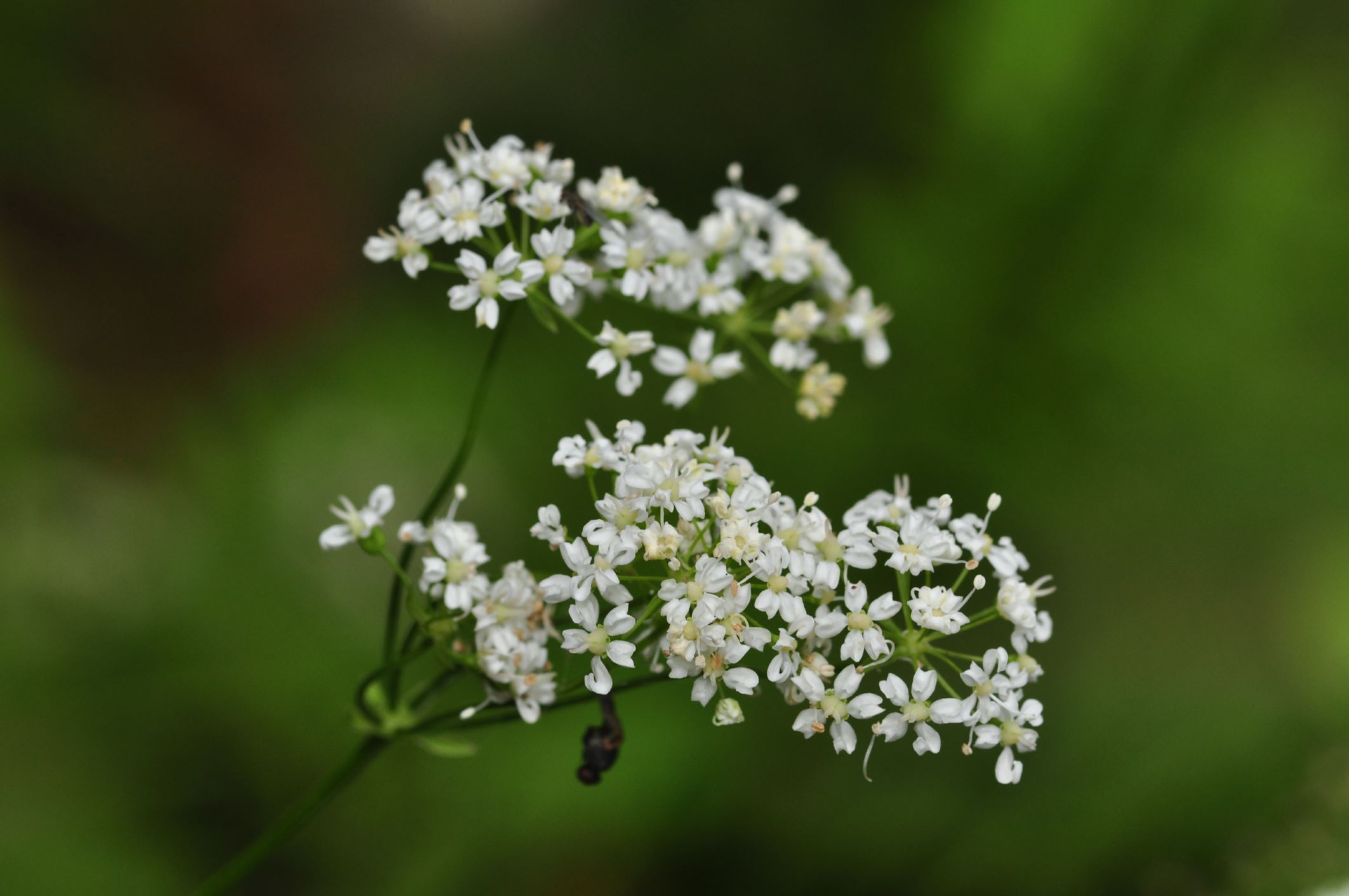 Image of Physospermum cornubiense