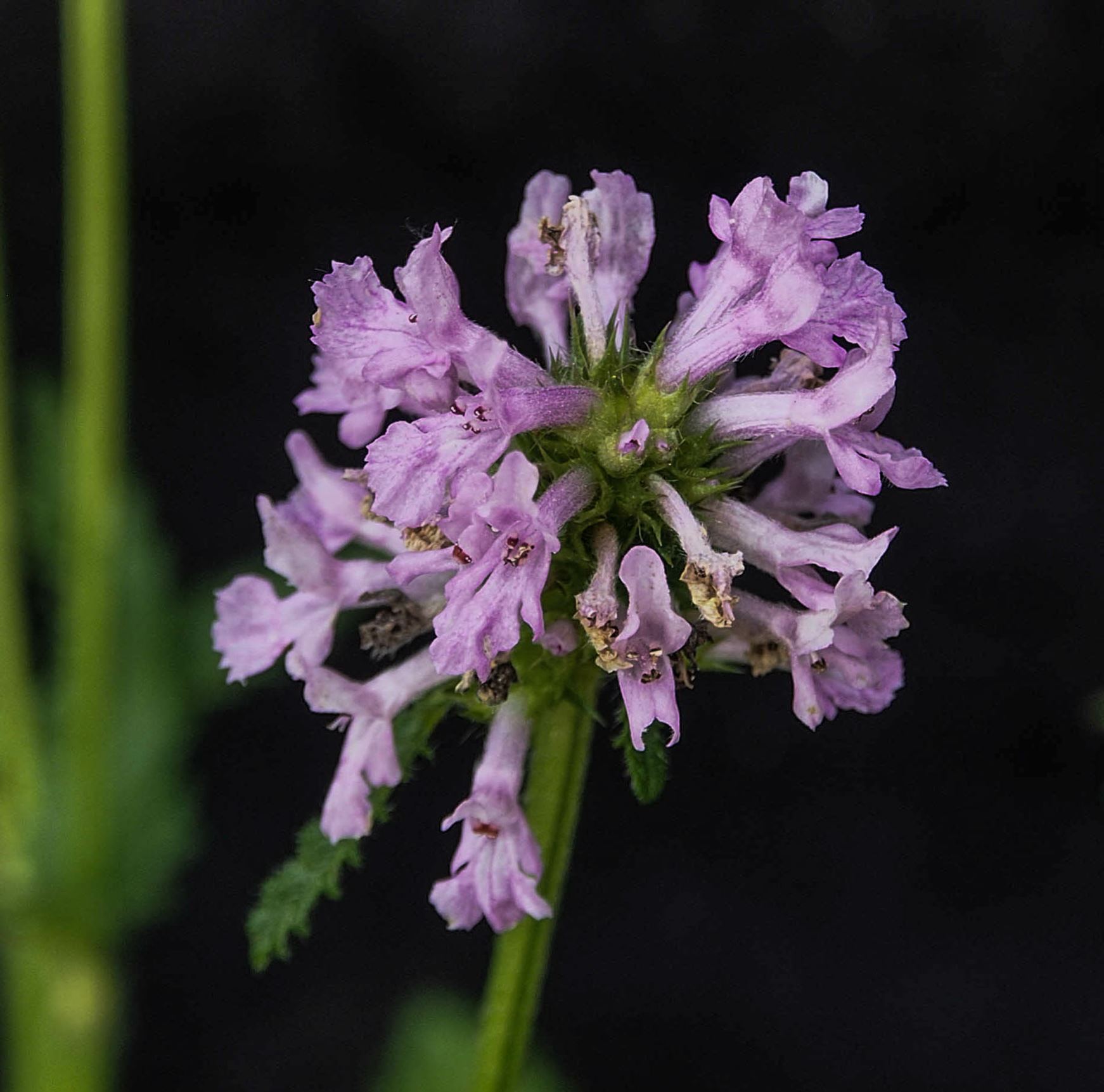 Image of Stachys officinalis