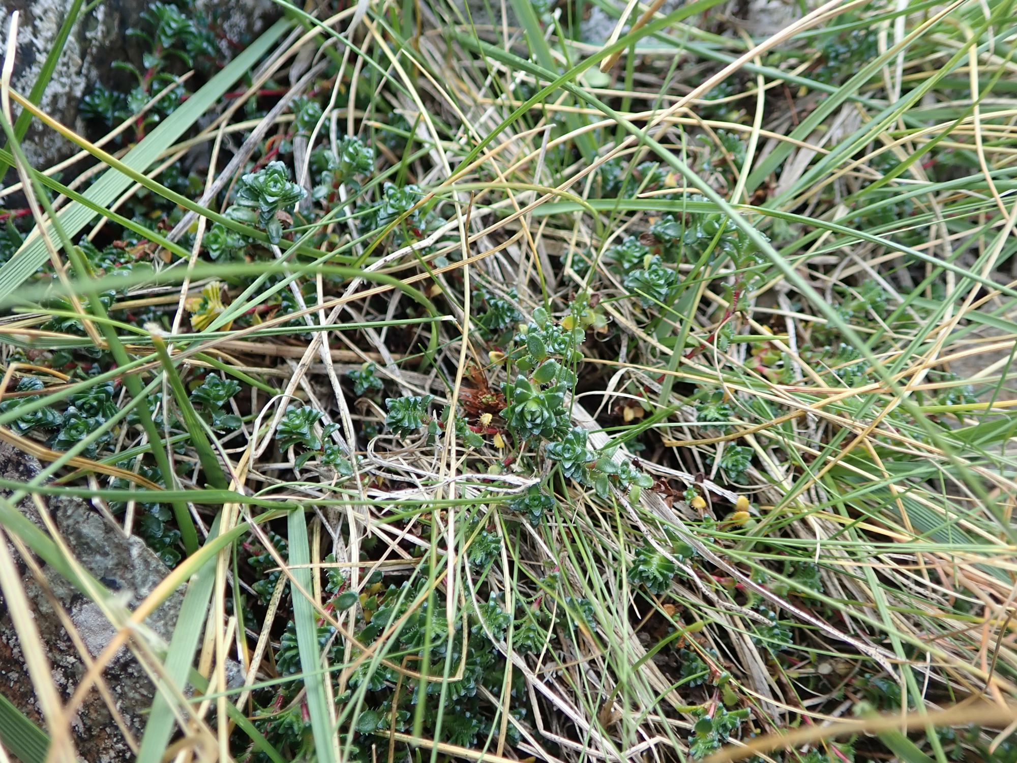 Image of Saxifraga oppositifolia
