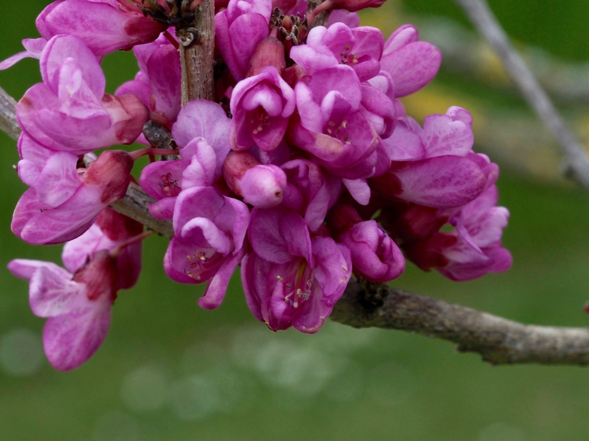 Image of Cercis chinensis
