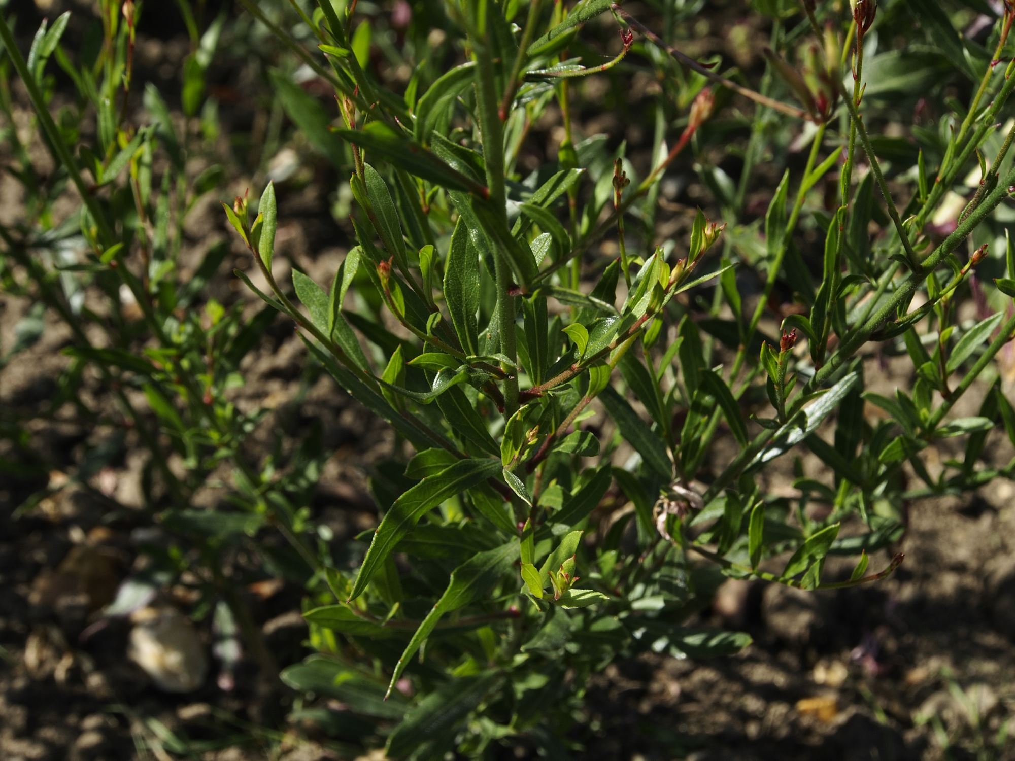 Image of Oenothera lindheimeri