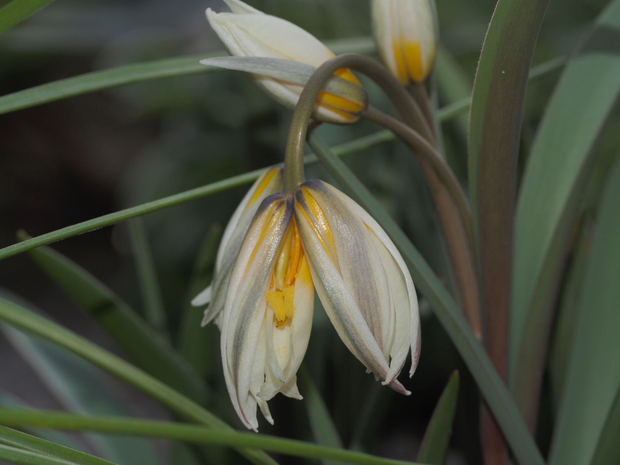 Image of Tulipa bifloriformis
