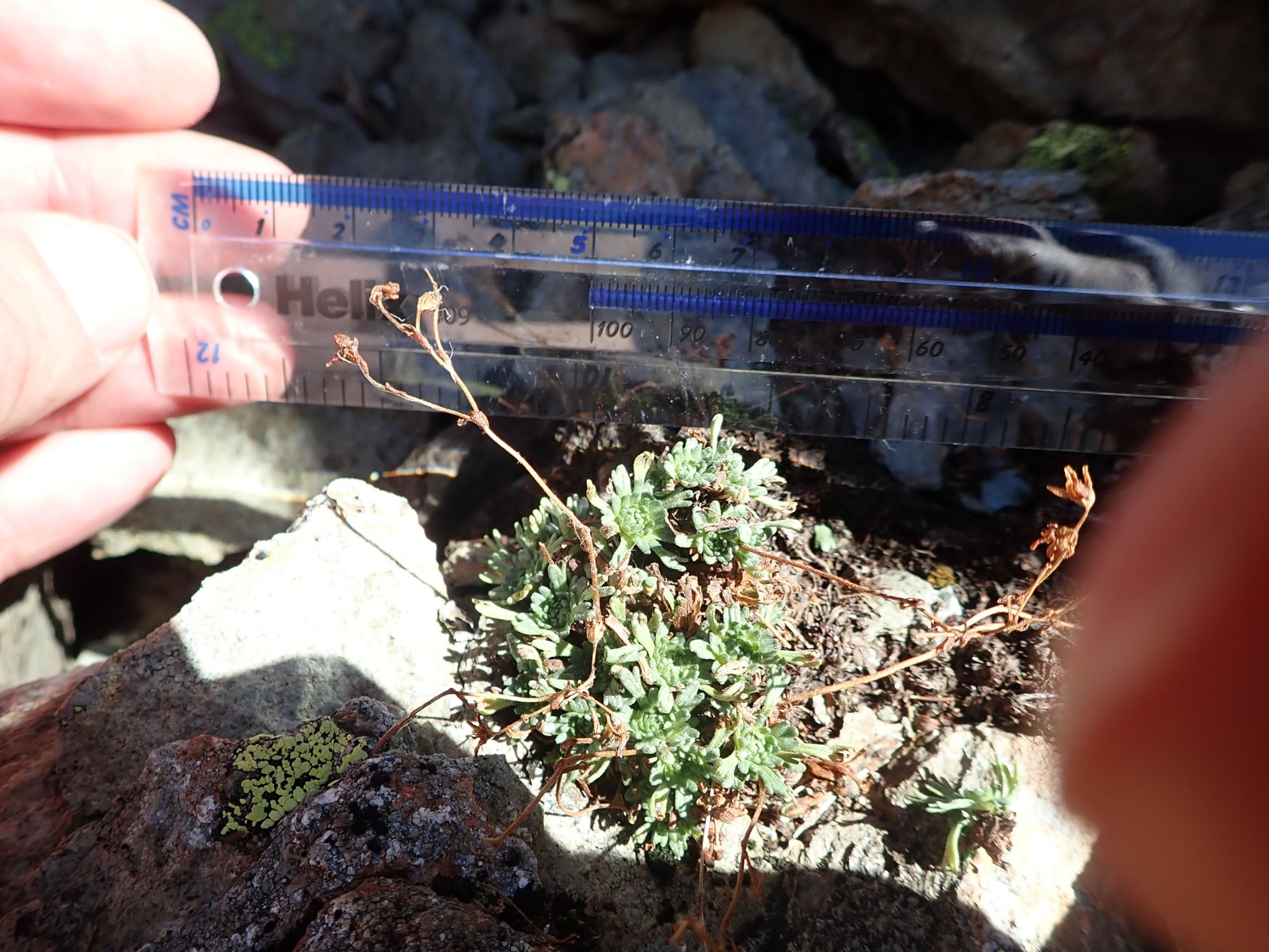 Image of Saxifraga sp.